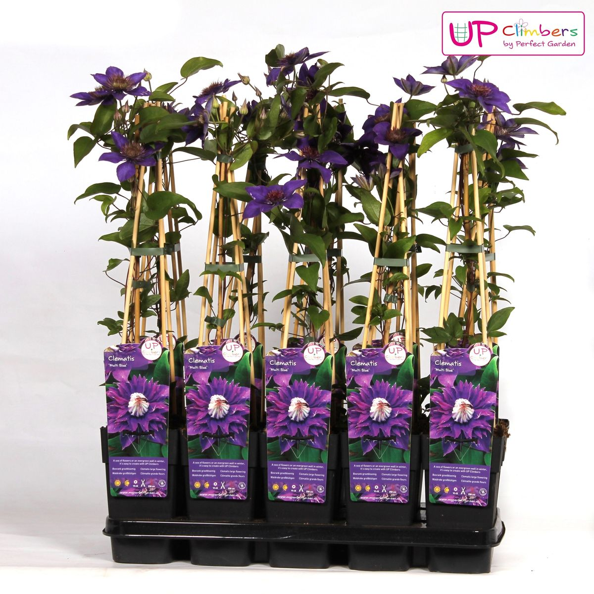 Clematis Multi Blue Kletterpflanze