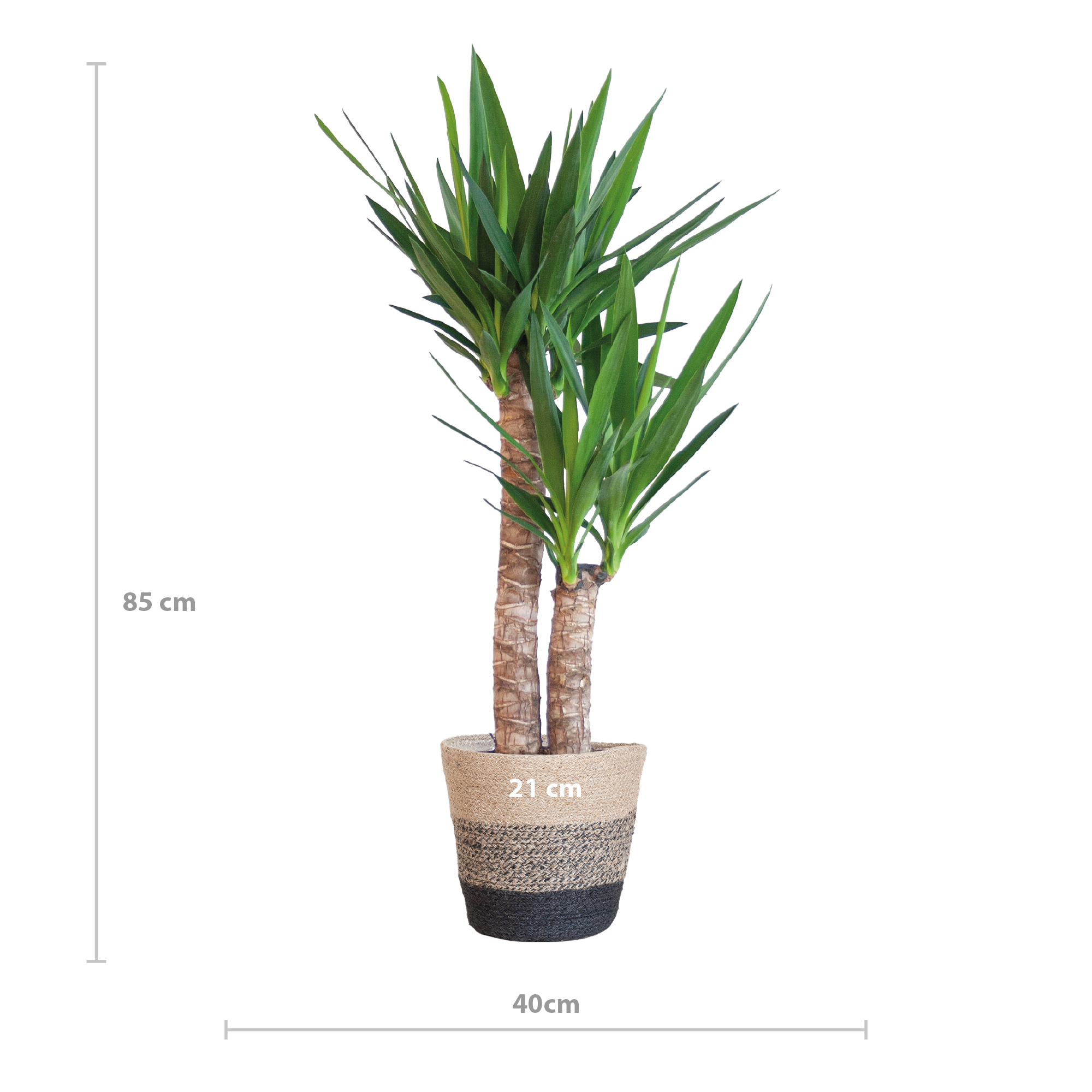 Yucca Elephantipes mit Korb Lissabon – ände – 90cm