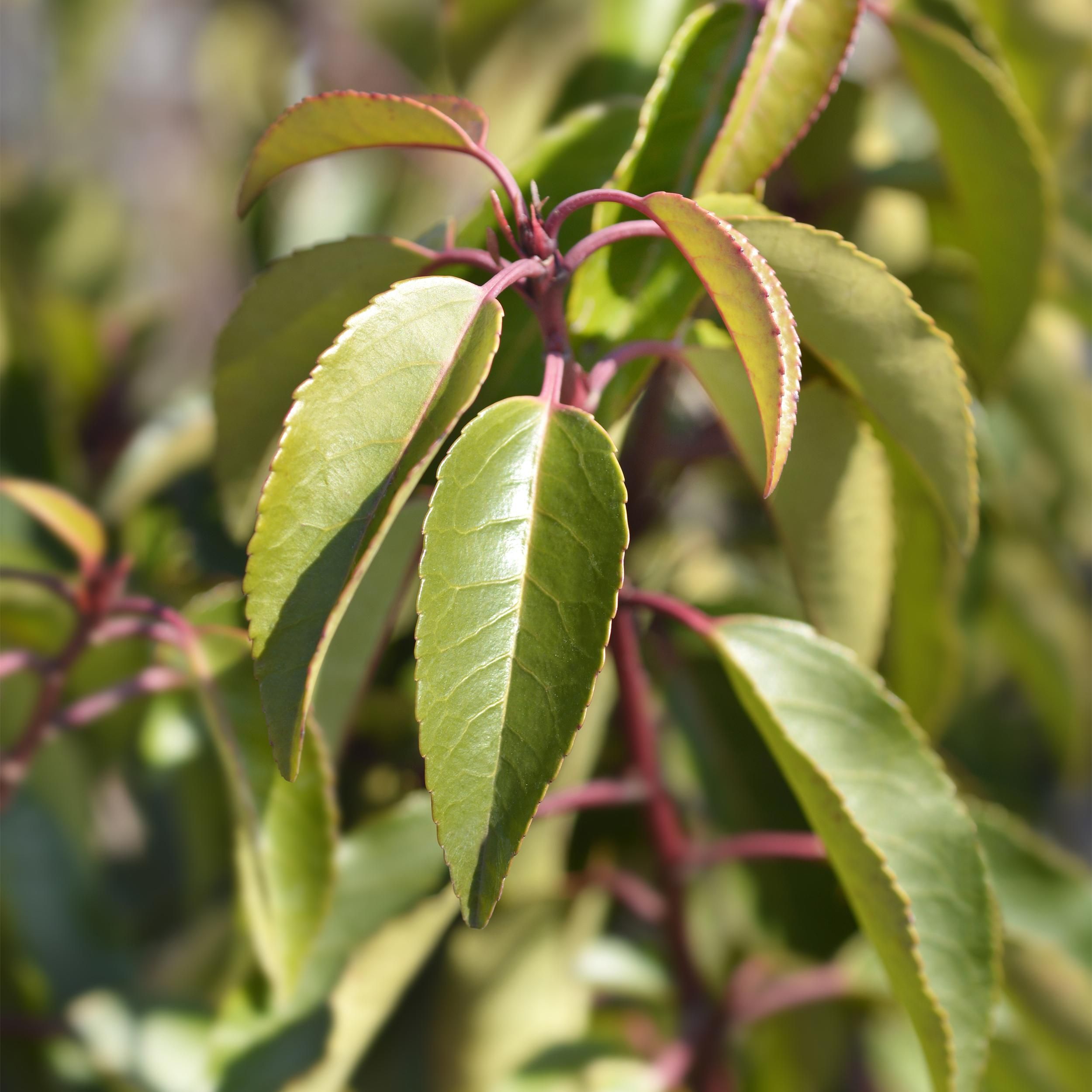 Prunus lusitanica Angustifolia Immergrün Heckenpflanzen – 6 Pflanzen für 1 Meter Hecke