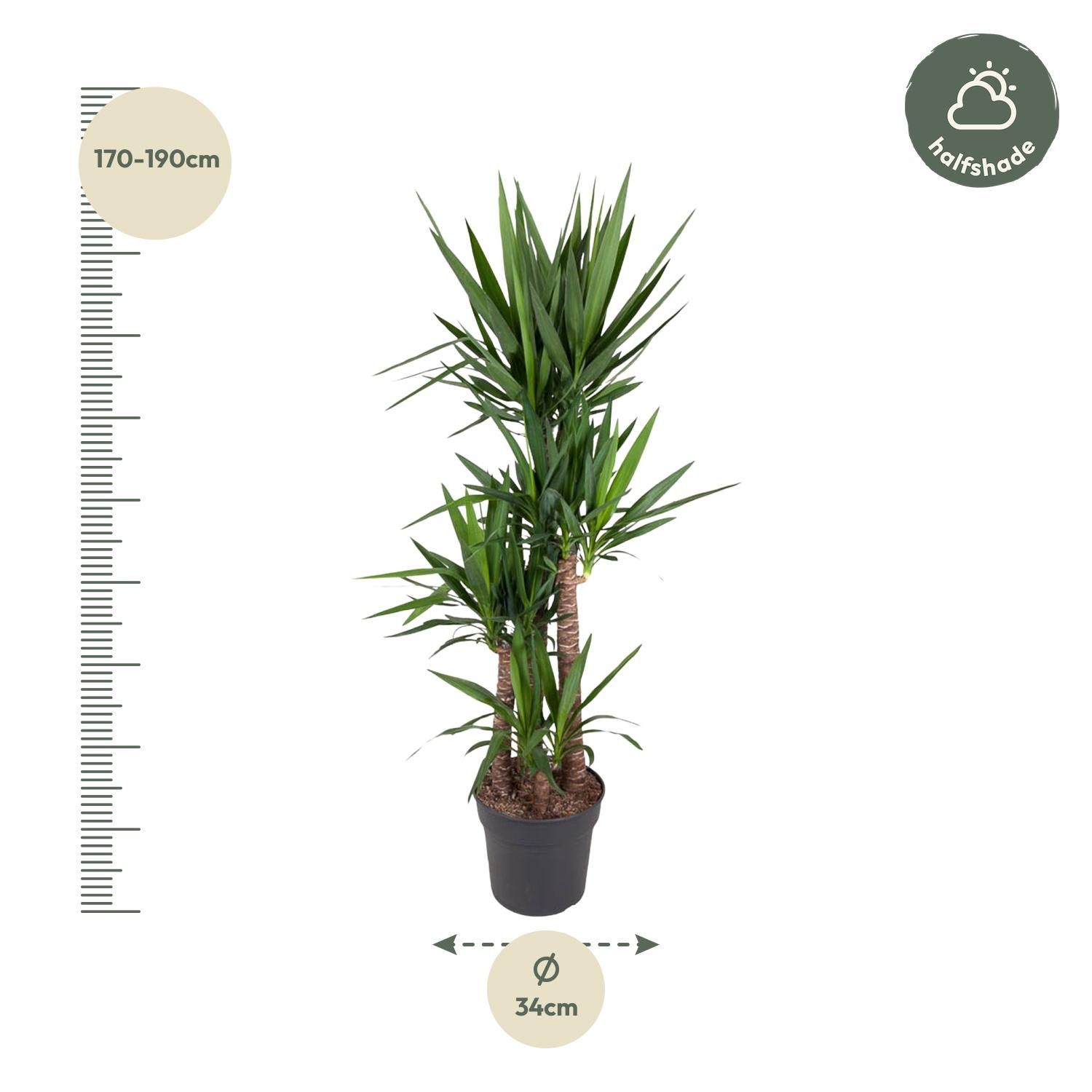 Yucca Elephantipe Elefantenpalme Zimmerpflanze