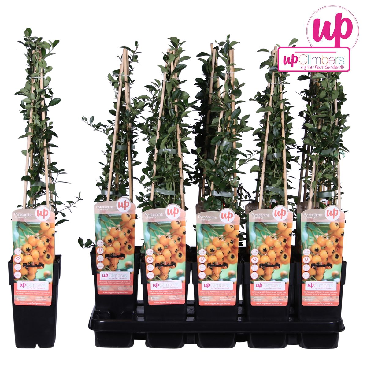 Pyracantha Strauch Soleil dOr