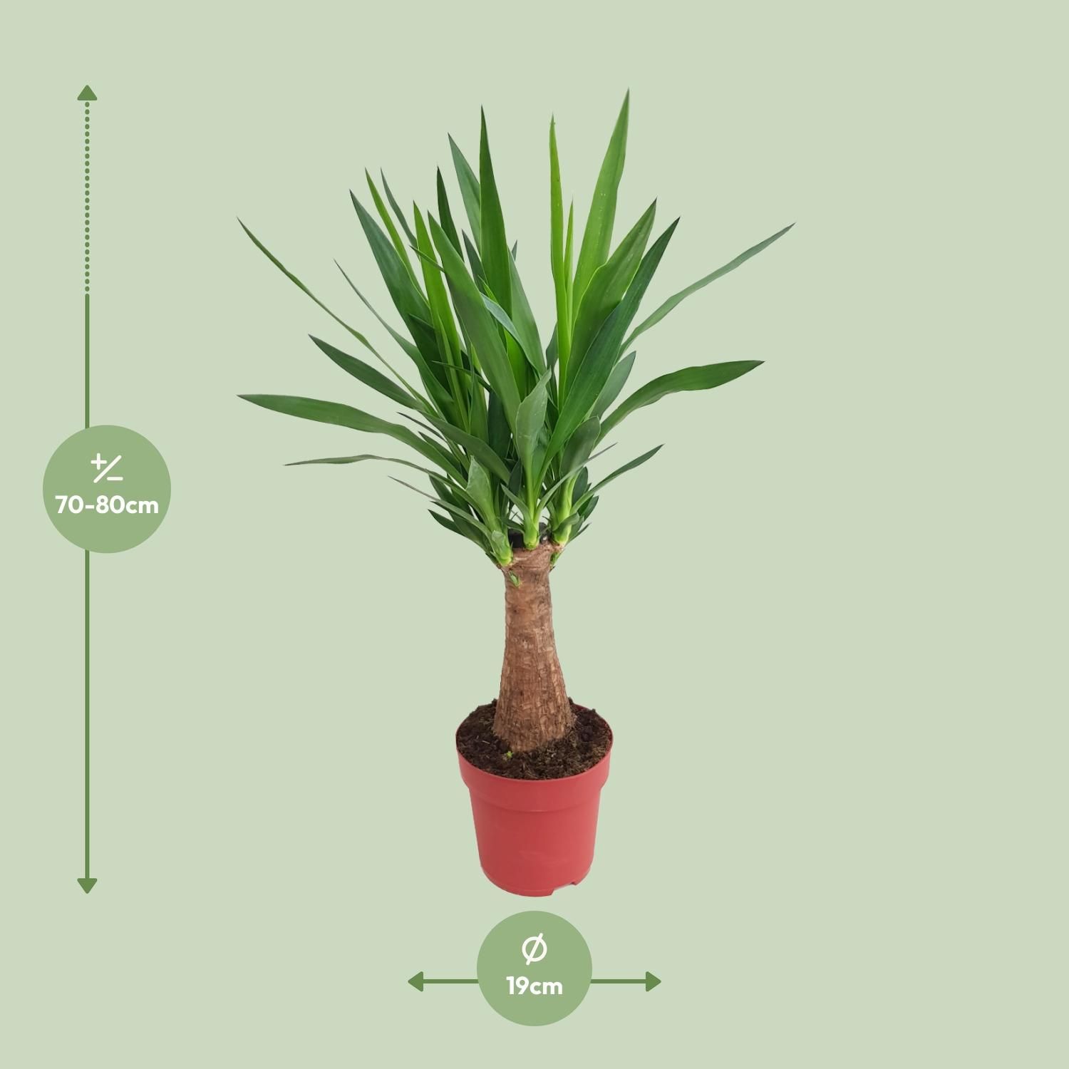Yucca Maya Tree – Exotische Zimmerpflanze