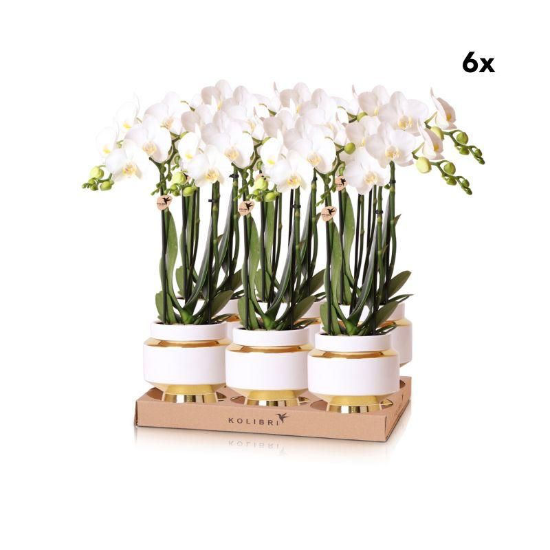 Phalaenopsis Orchidee Amabilis in elegantem Goldtopf
