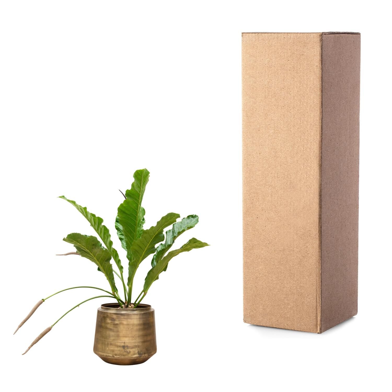 Anthurium Botanical King Zimmerpflanze
