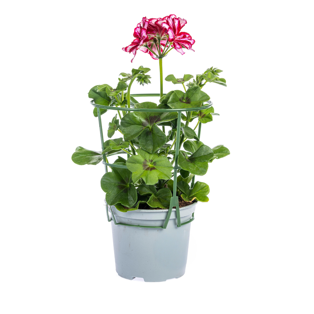 Pelargonium peltatum Mexica Ruby – Hängender Gartenklassiker