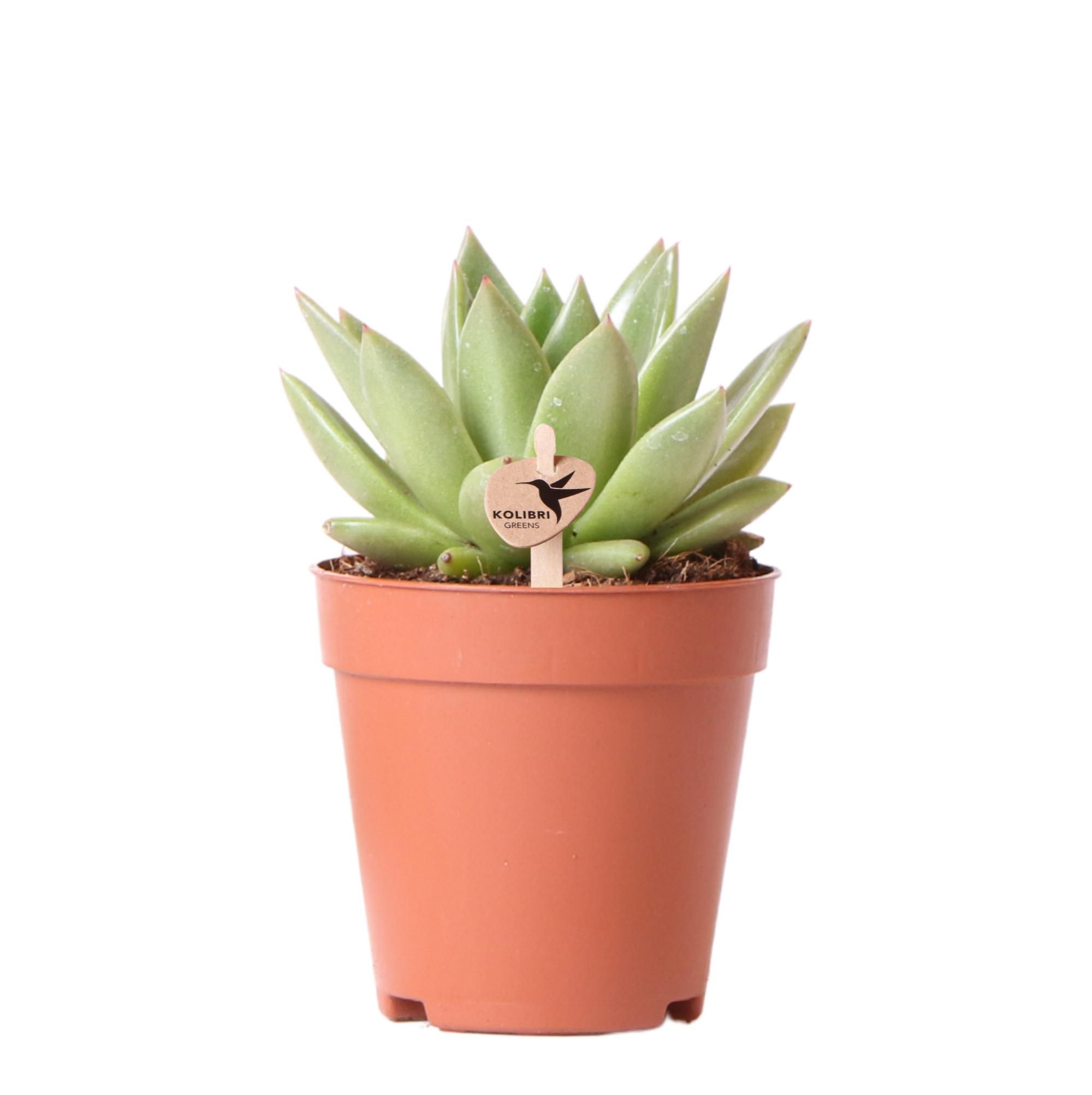 Echeveria Miranda Sukkulente Zimmerpflanze