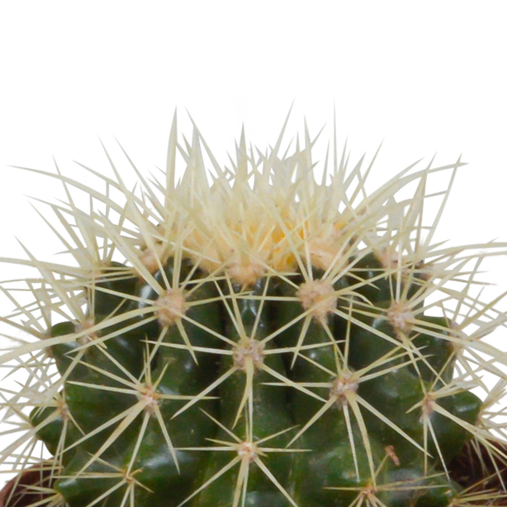Bolcactus Mix – Kugelförmige Kakteen ohne Topf