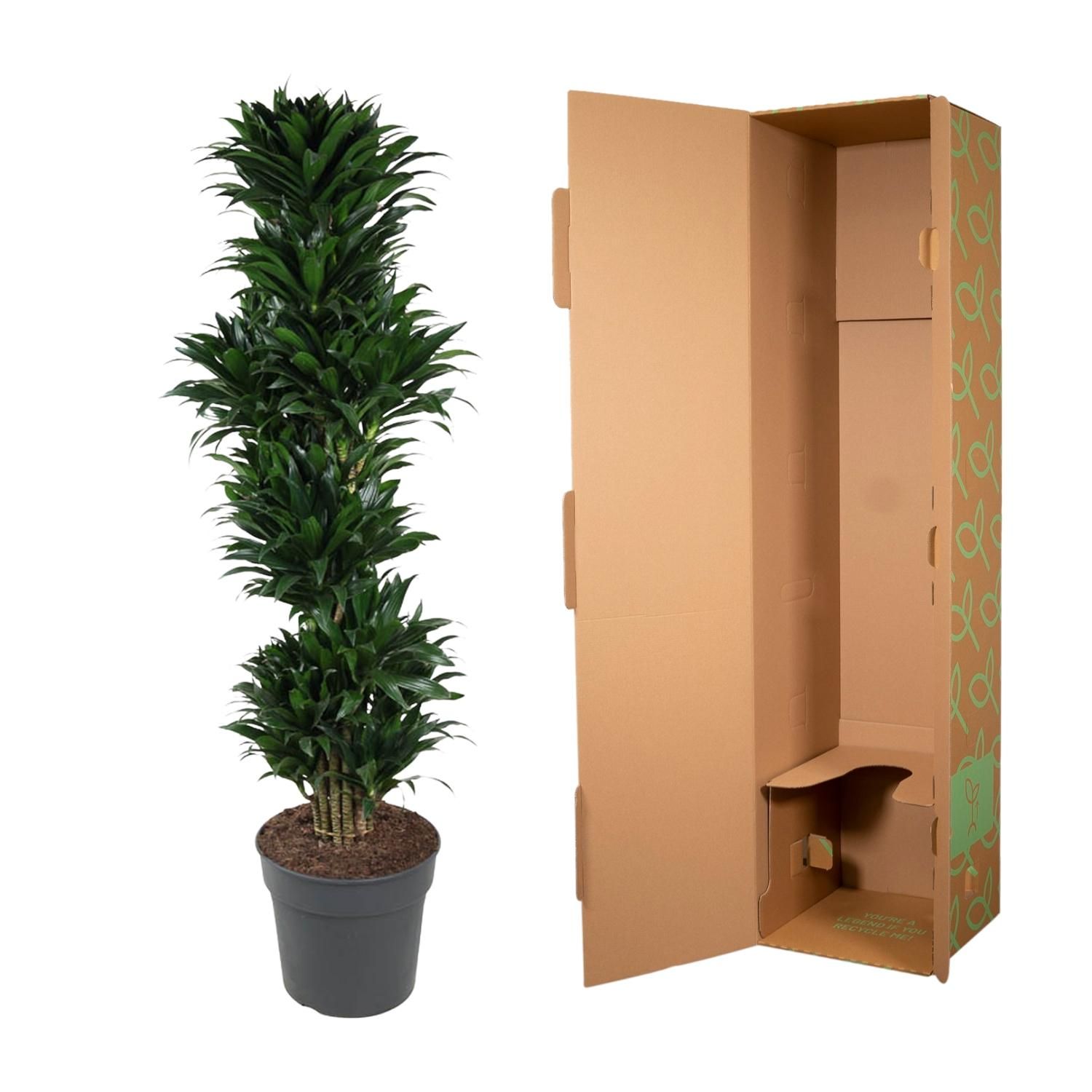 Dracaena Compacta - elegante Zimmerpflanze