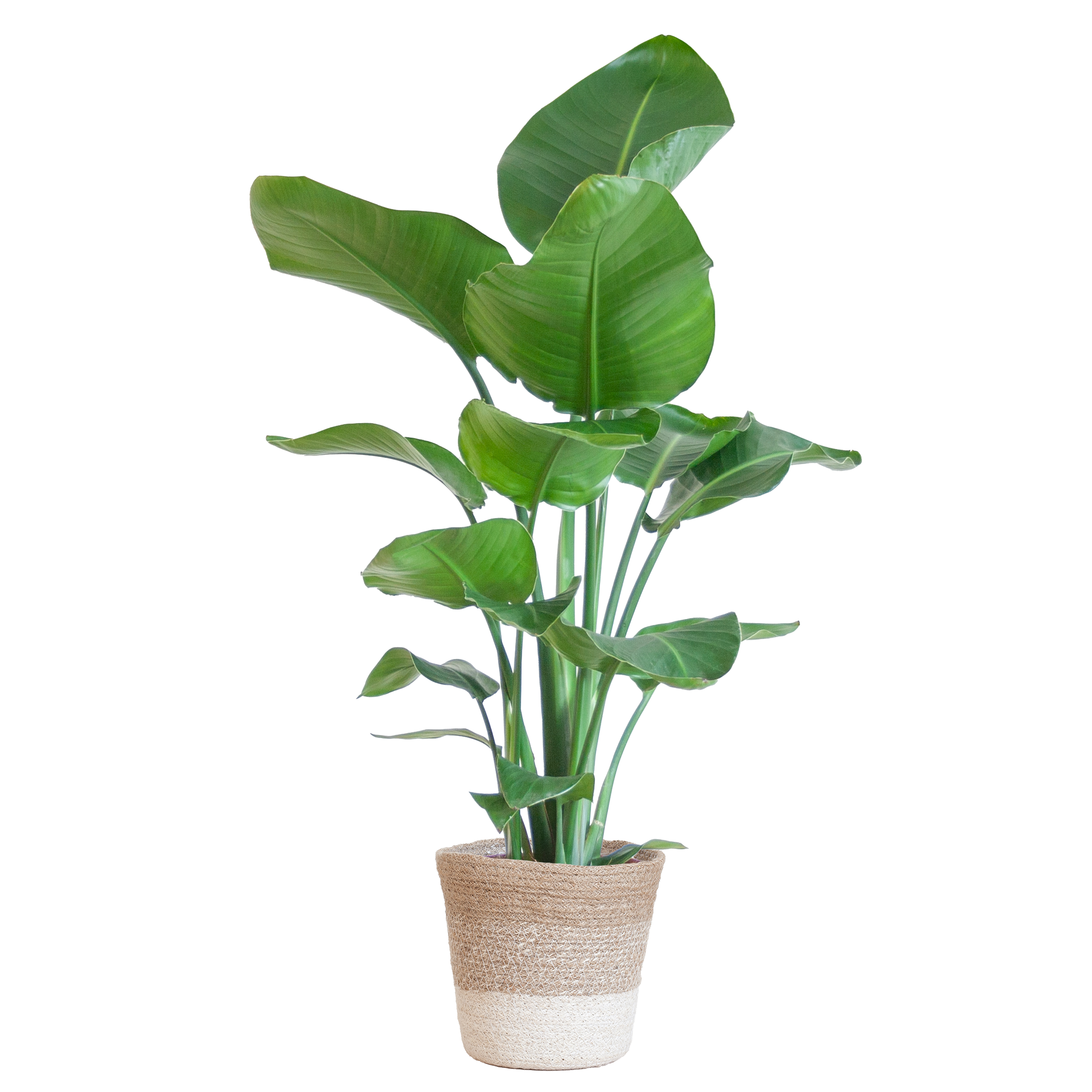 Strelitzia Nicolai mit Lissabon Korb Weiß – 80cm – Ø19cm