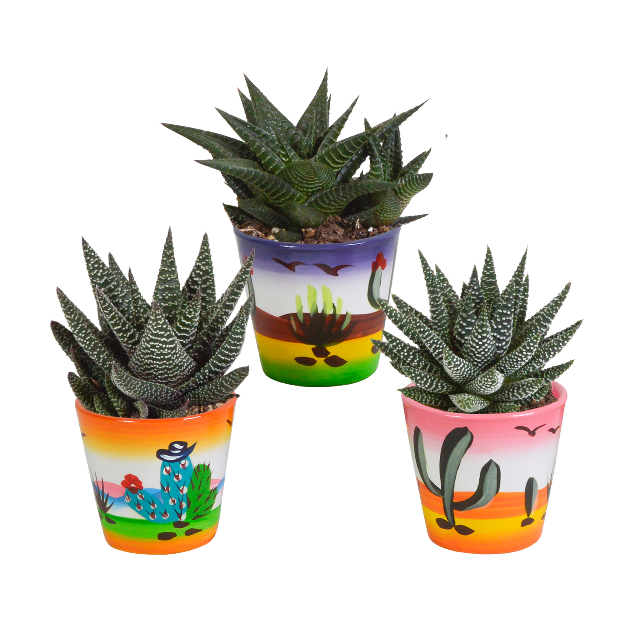 Gasteria und Haworthia Mix in Mexikanischem Topf