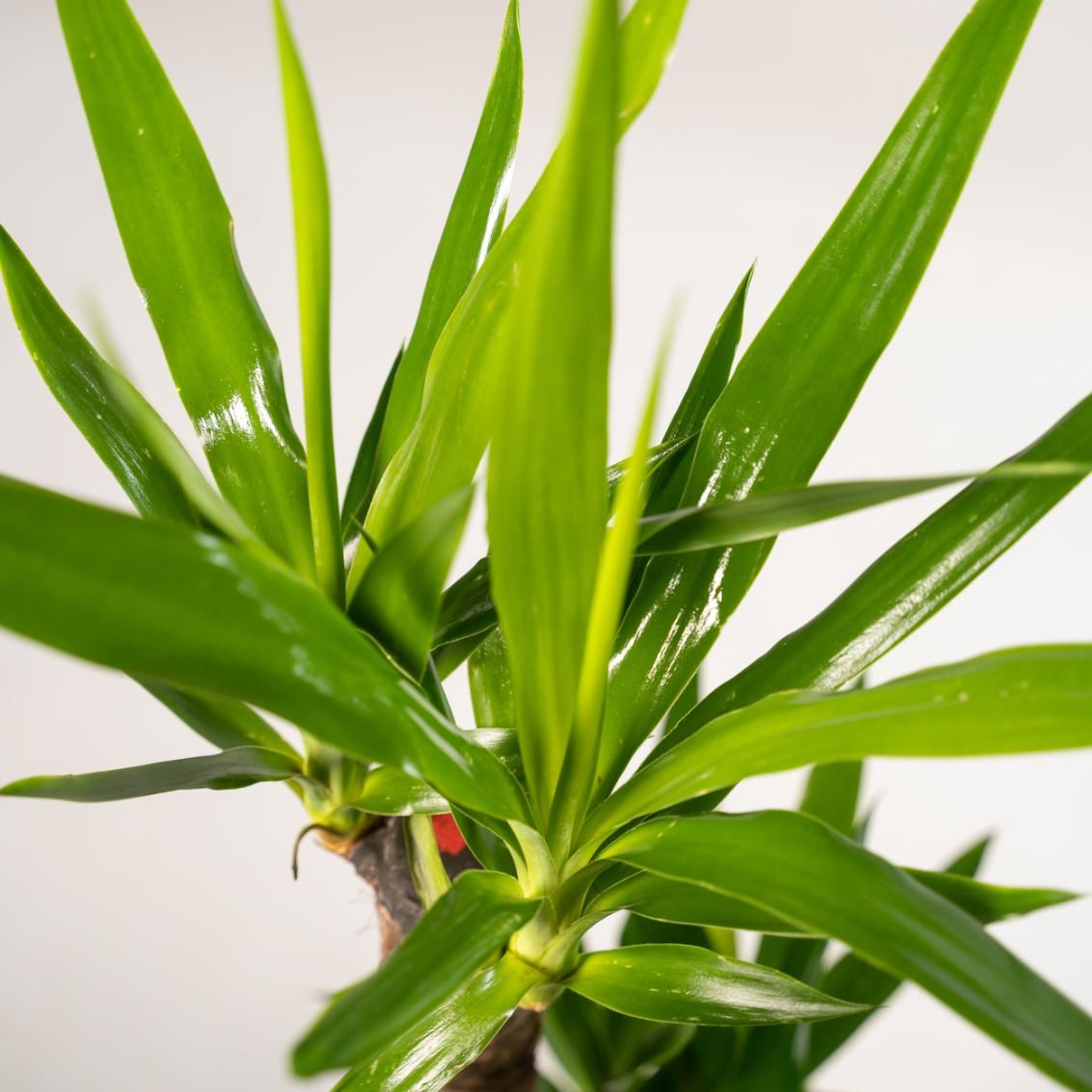 Yucca Palmlilie Zimmerpflanze – Robust & Pflegeleicht