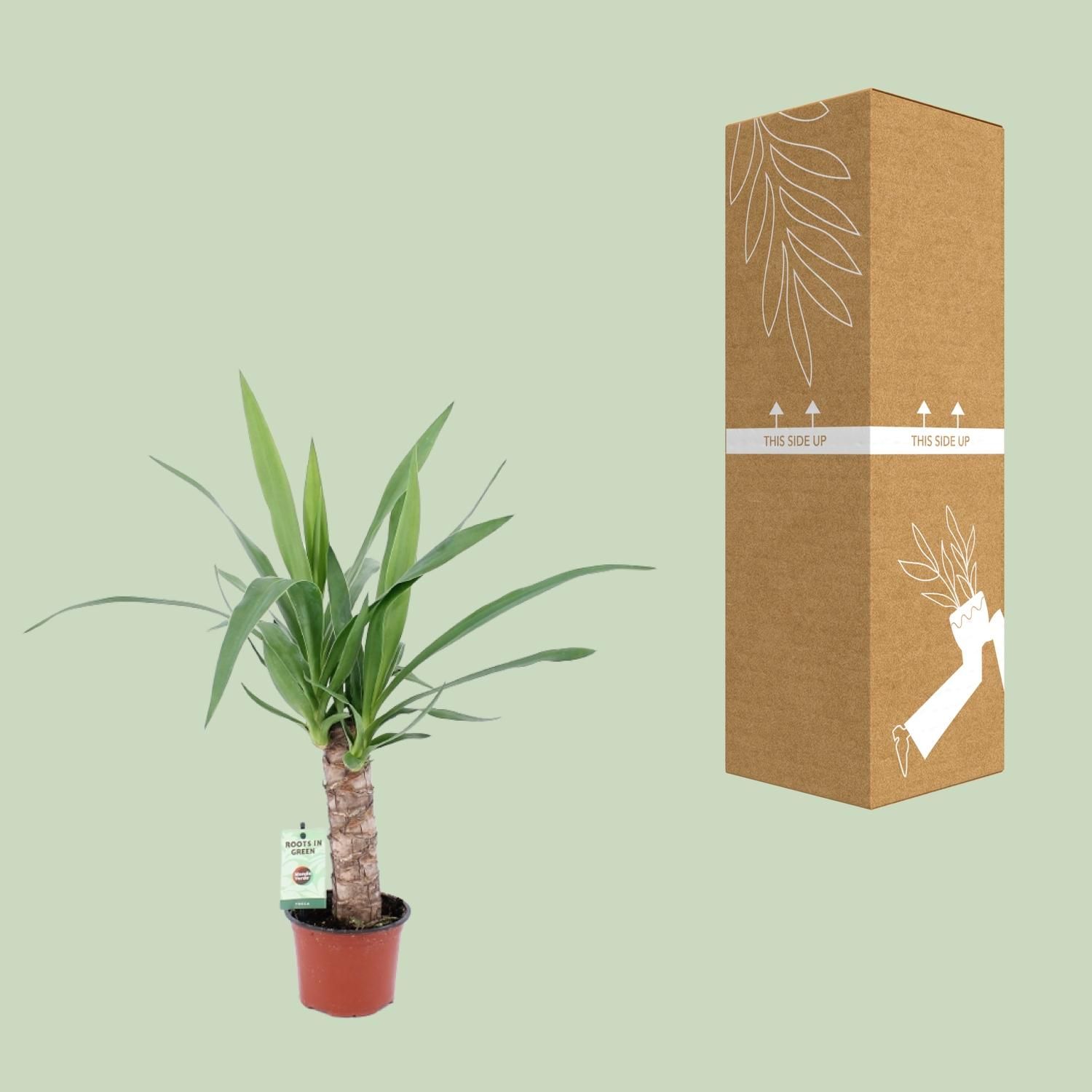 Yucca Zimmerpflanze elegant und pflegeleicht