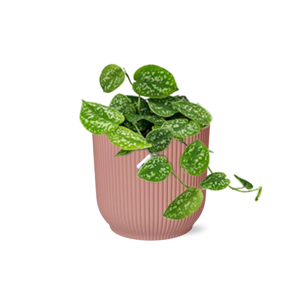 Scindapsus Pictus – Elegante Zimmerpflanze mit Luftreinigung