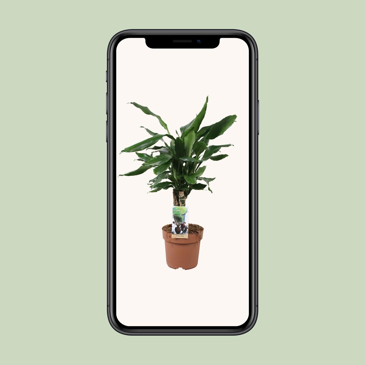 Dracaena Fagrans Steudneri Grünpflanze