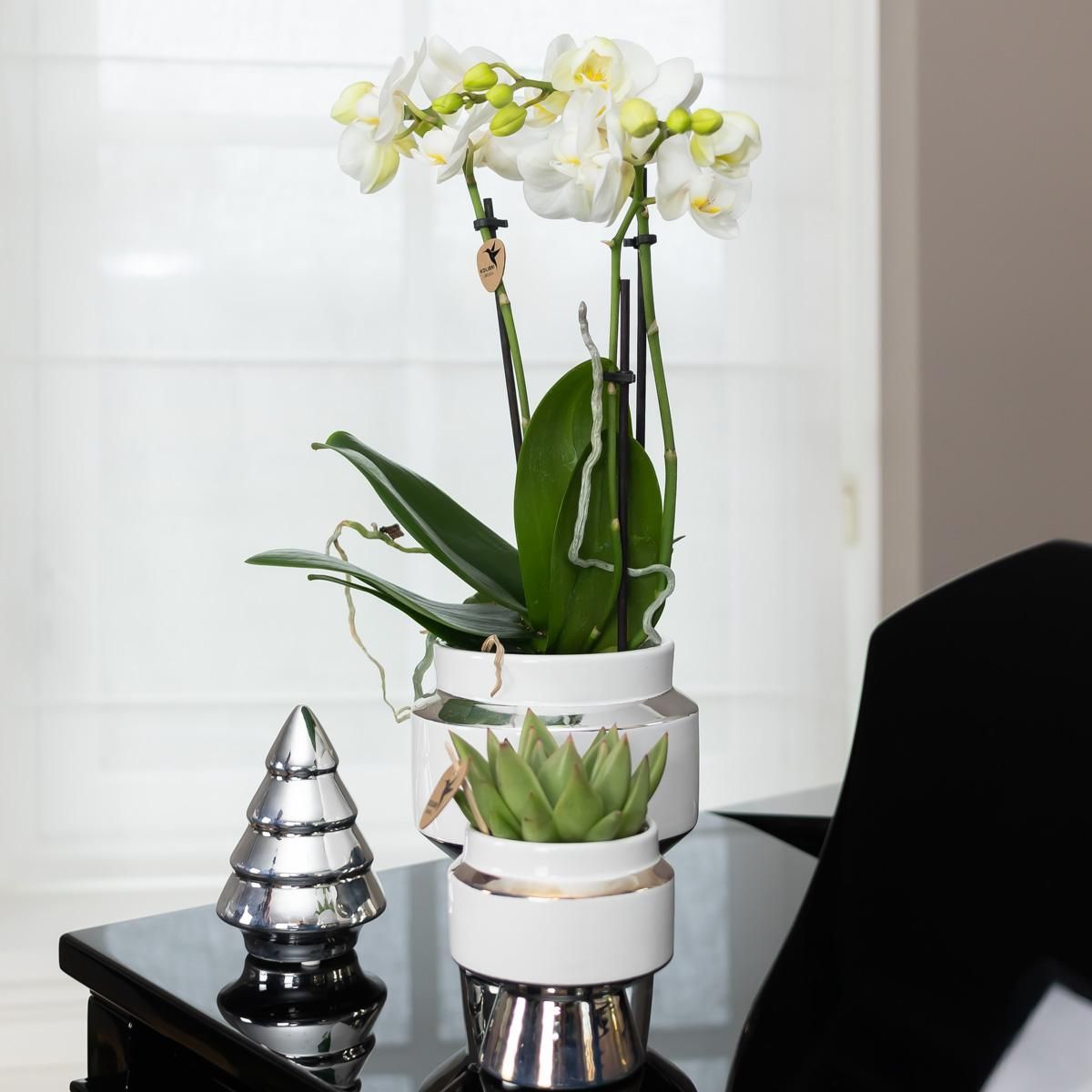 Phalaenopsis Orchidee Amabilis im silbernen Le Chic Deko-Topf