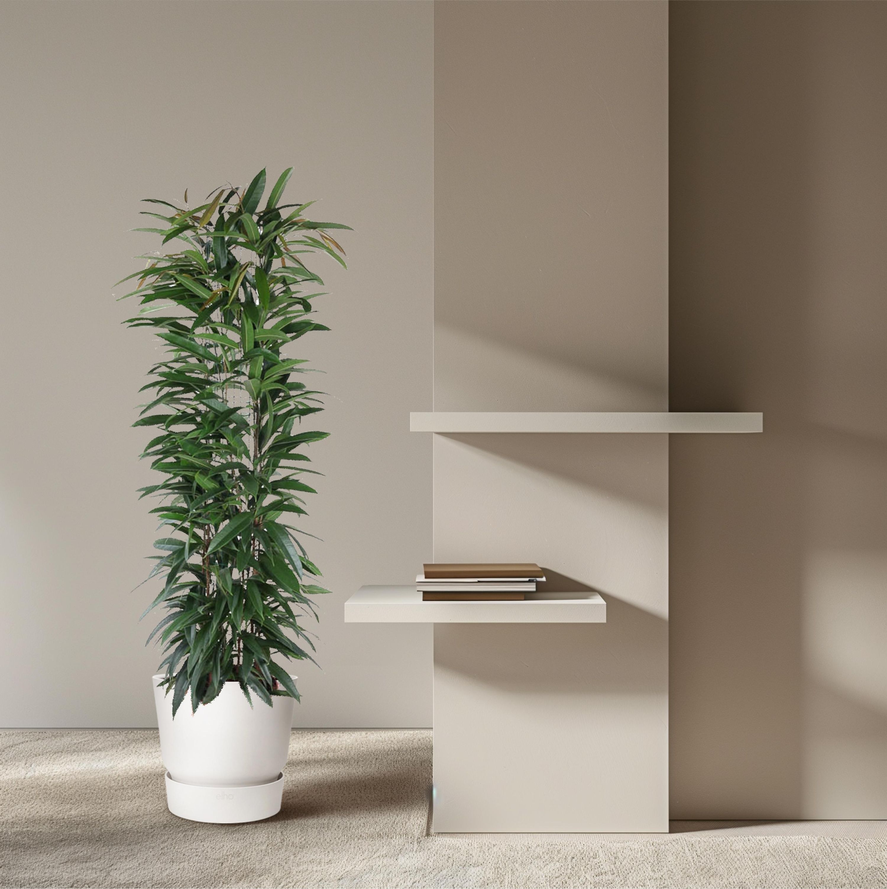 Ficus Alii King Säulenpflanze