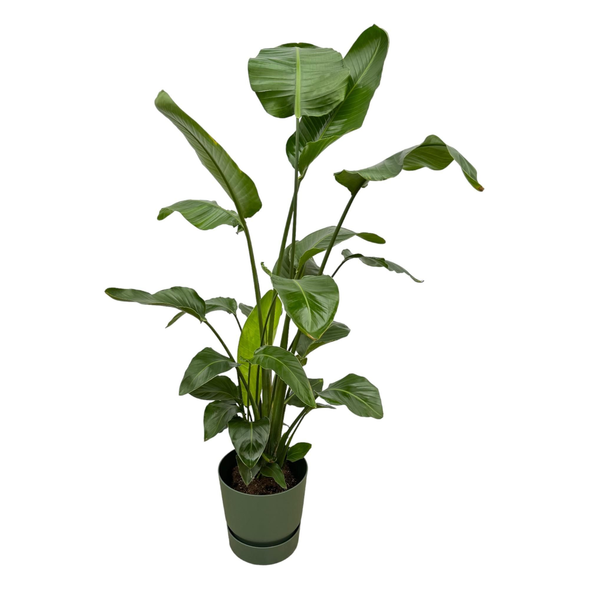 Strelitzia Nicolai Zimmerpflanze mit grünem Übertopf