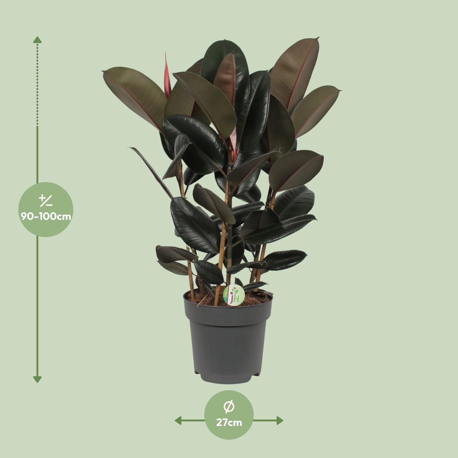 Ficus Abidjan Zimmerpflanze