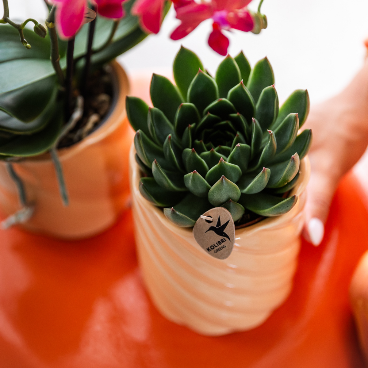 Echeveria Miranda Sukkulente Zimmerpflanze