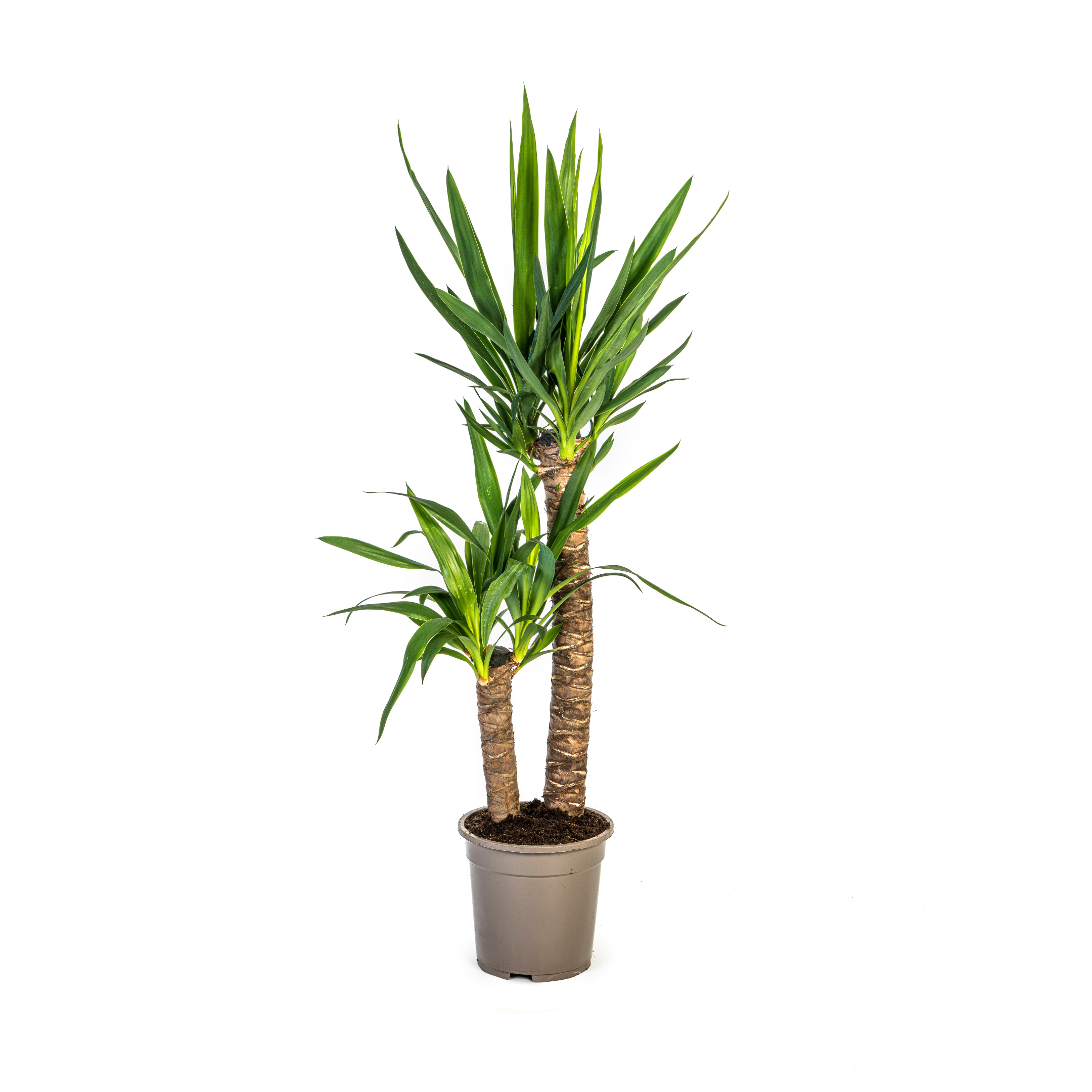 Yucca Elephantipes - 19cm Topf - 70-90cm Höhe - Robuste Zimmerpflanze