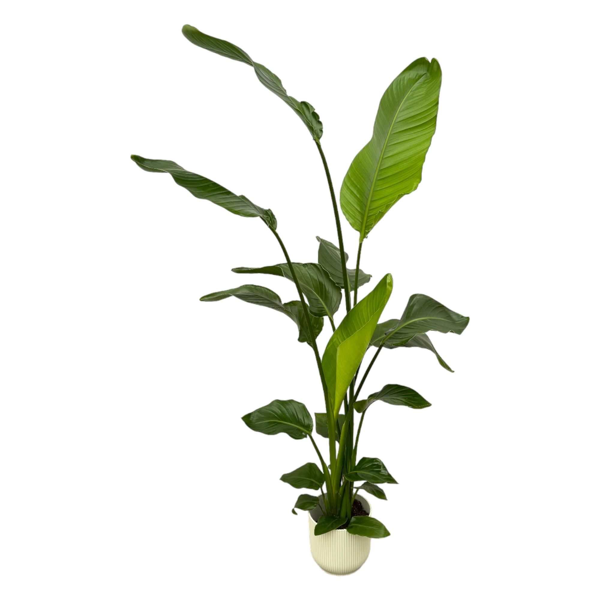 Strelitzia Nicolai Weiße Paradiesvogelpflanze mit elho Vibes Fold Rundtopf