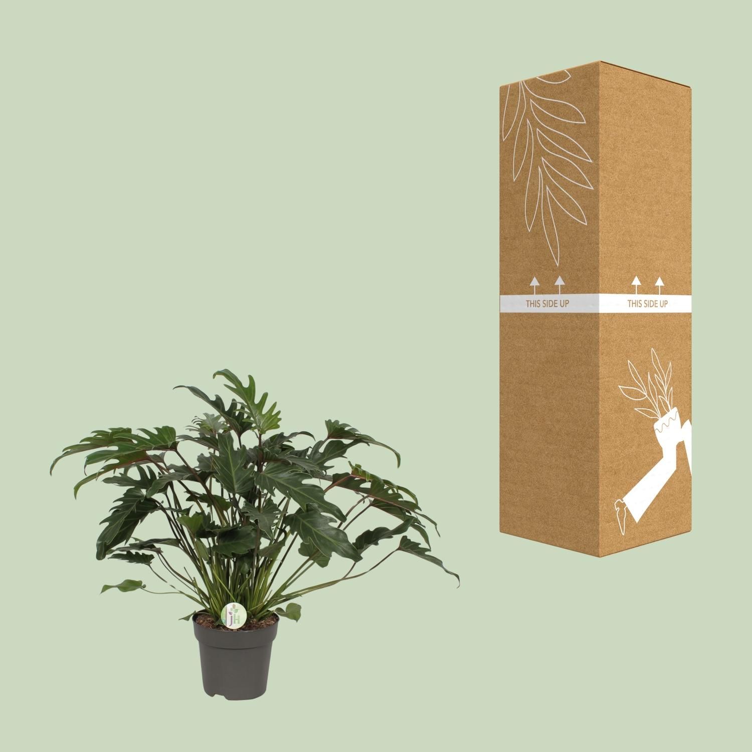 Philodendron Xanadu Zimmerpflanze