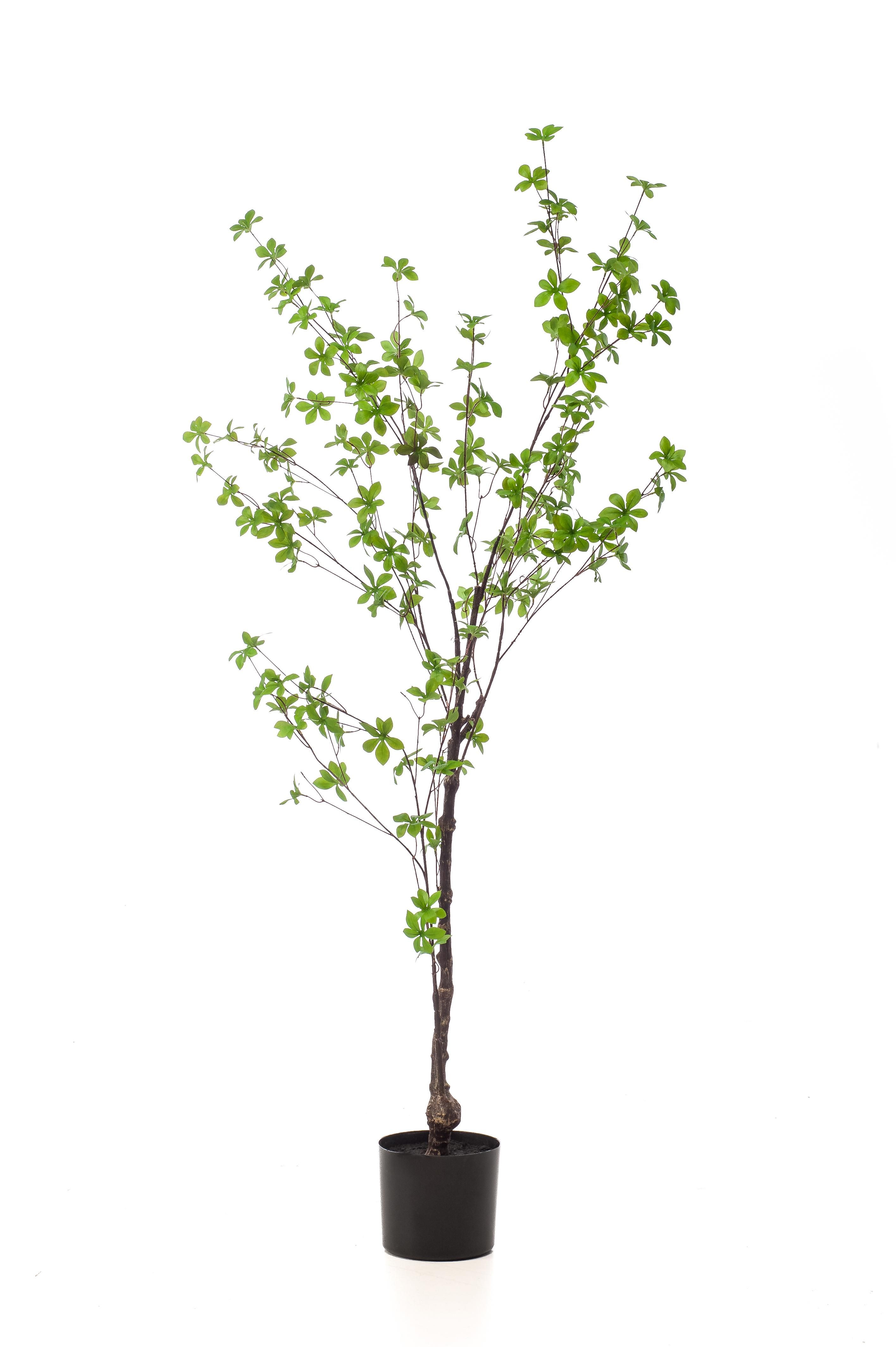 Ostindische Kirsche Kunstpflanze Tropaeolum Speciosum