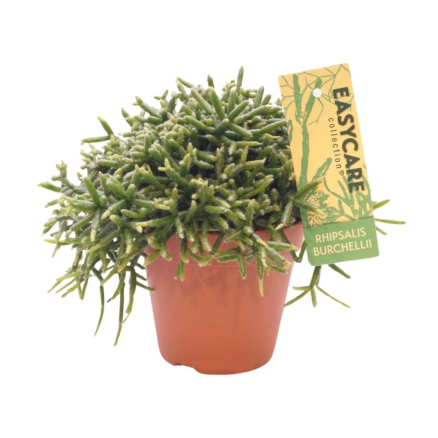 Rhipsalis Burchellii – eleganter Mistelkaktus für Innenräume