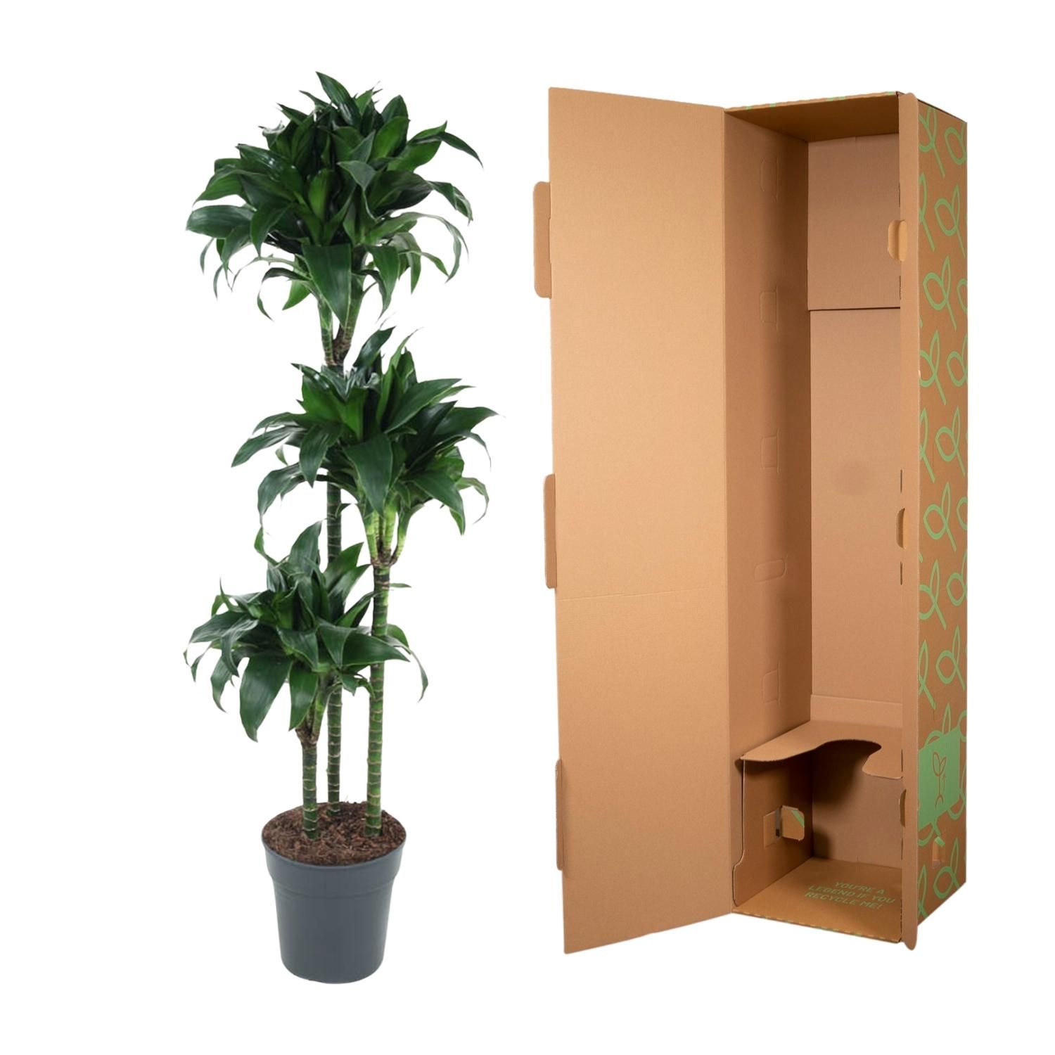 Dracaena Tatuade Zimmerpflanze