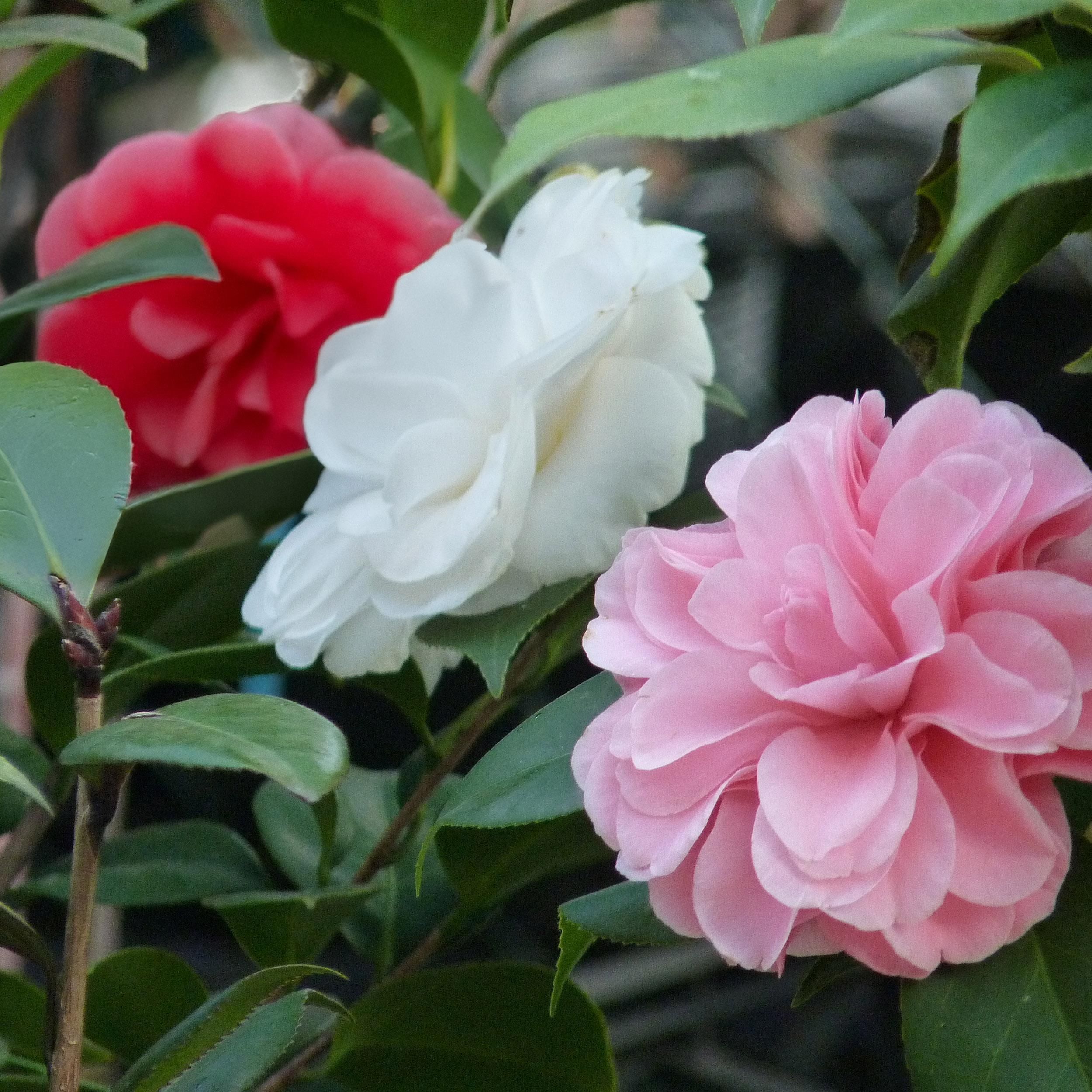 Kamelie Tricolor – Rosa, Weiß & Rot – Immergrün – 3 Pflanzen im Set