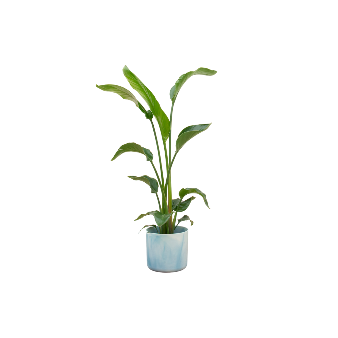 Strelitzia Nicolai Zimmerpflanze im stilvollen Atlantikblau Topf