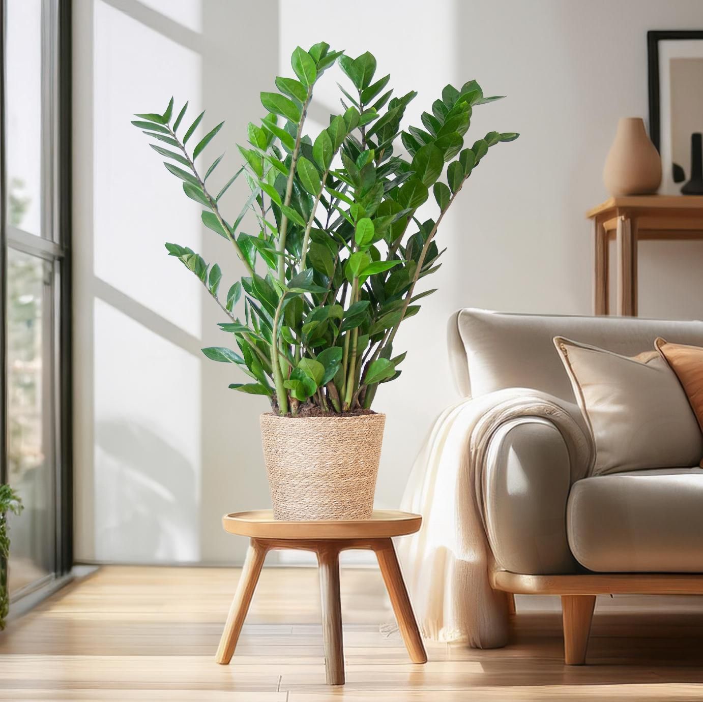 Zamioculcas Zamiifolia mit Korb – 80cm – Ø21