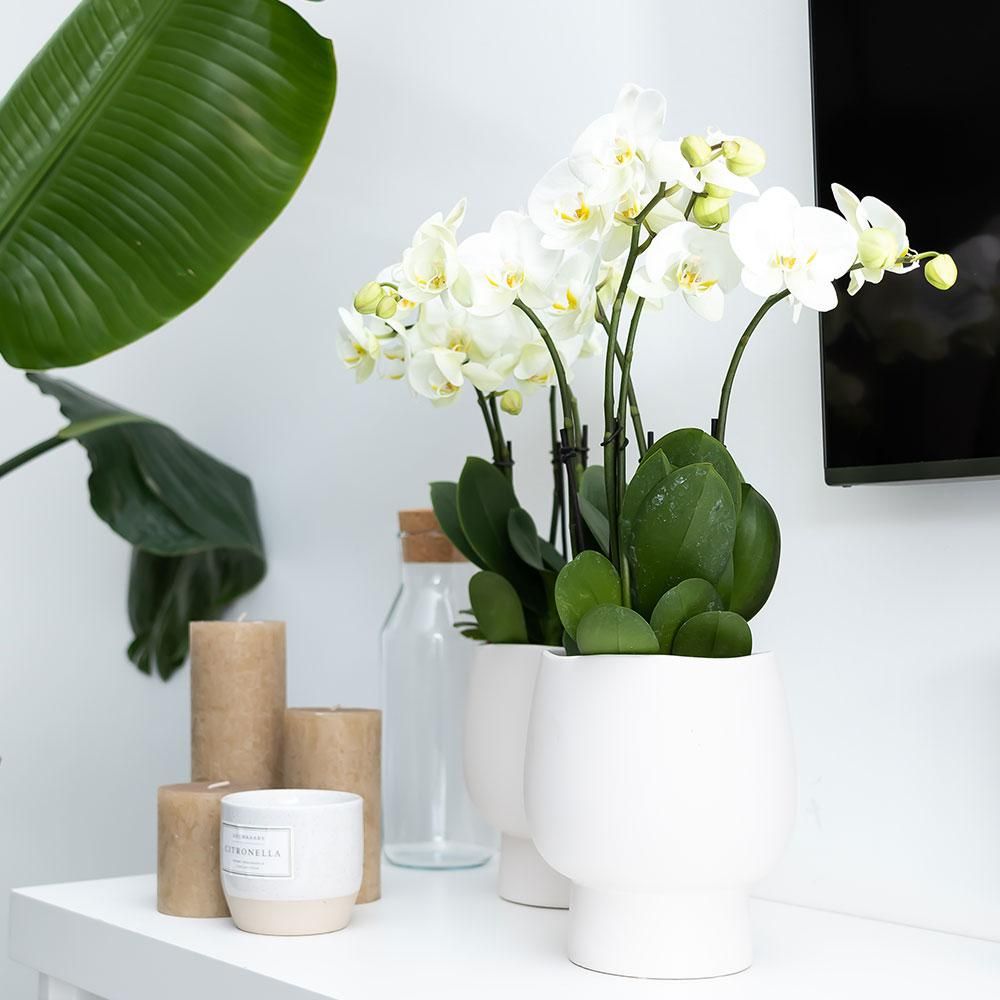 Weiße Phalaenopsis Orchidee mit Scandic Ziertopf
