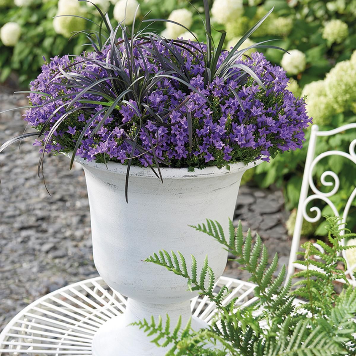 Campanula Addenda - lila Glockenblume als Bodendecker