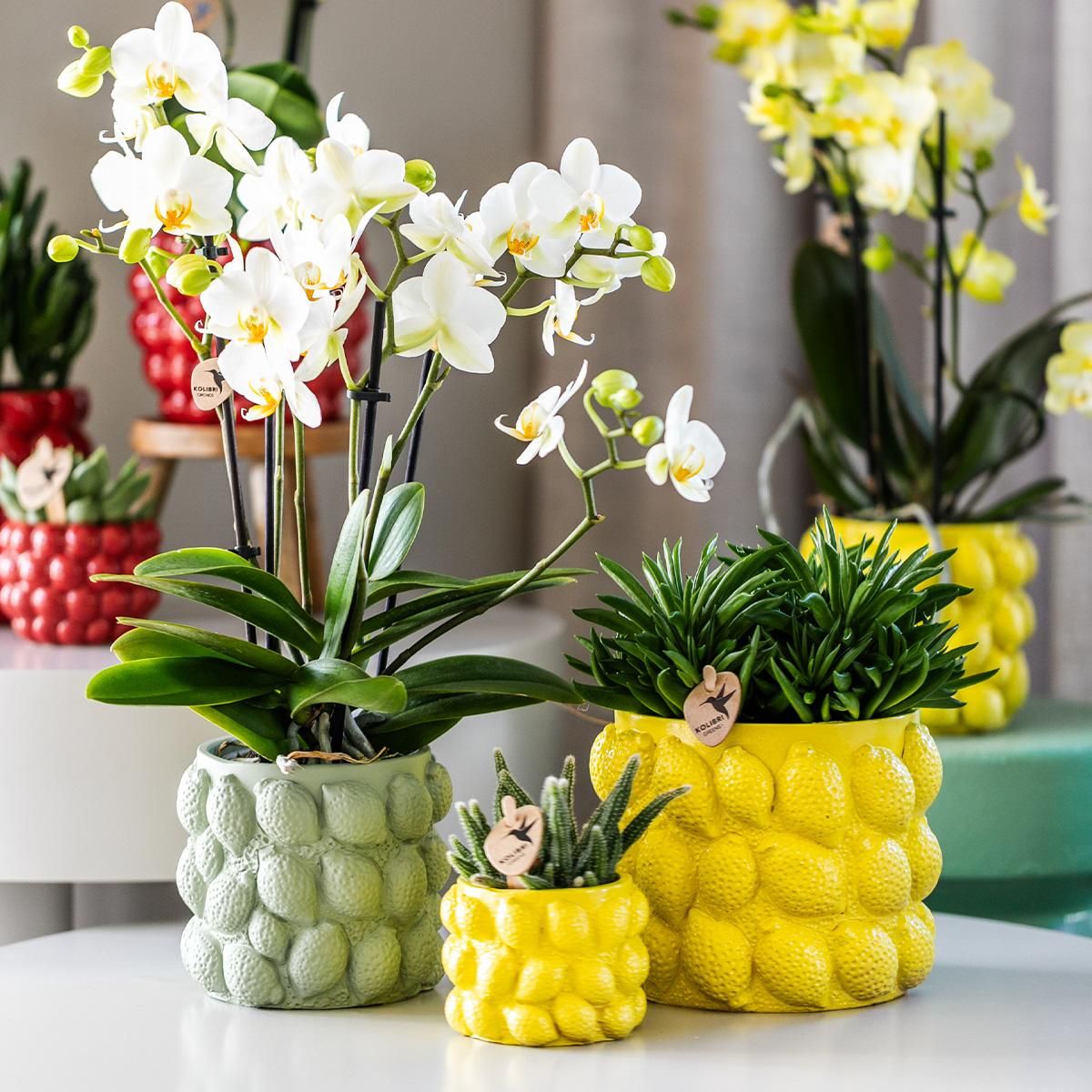 Gelbe Phalaenopsis Orchidee in Citrus Ziertopf