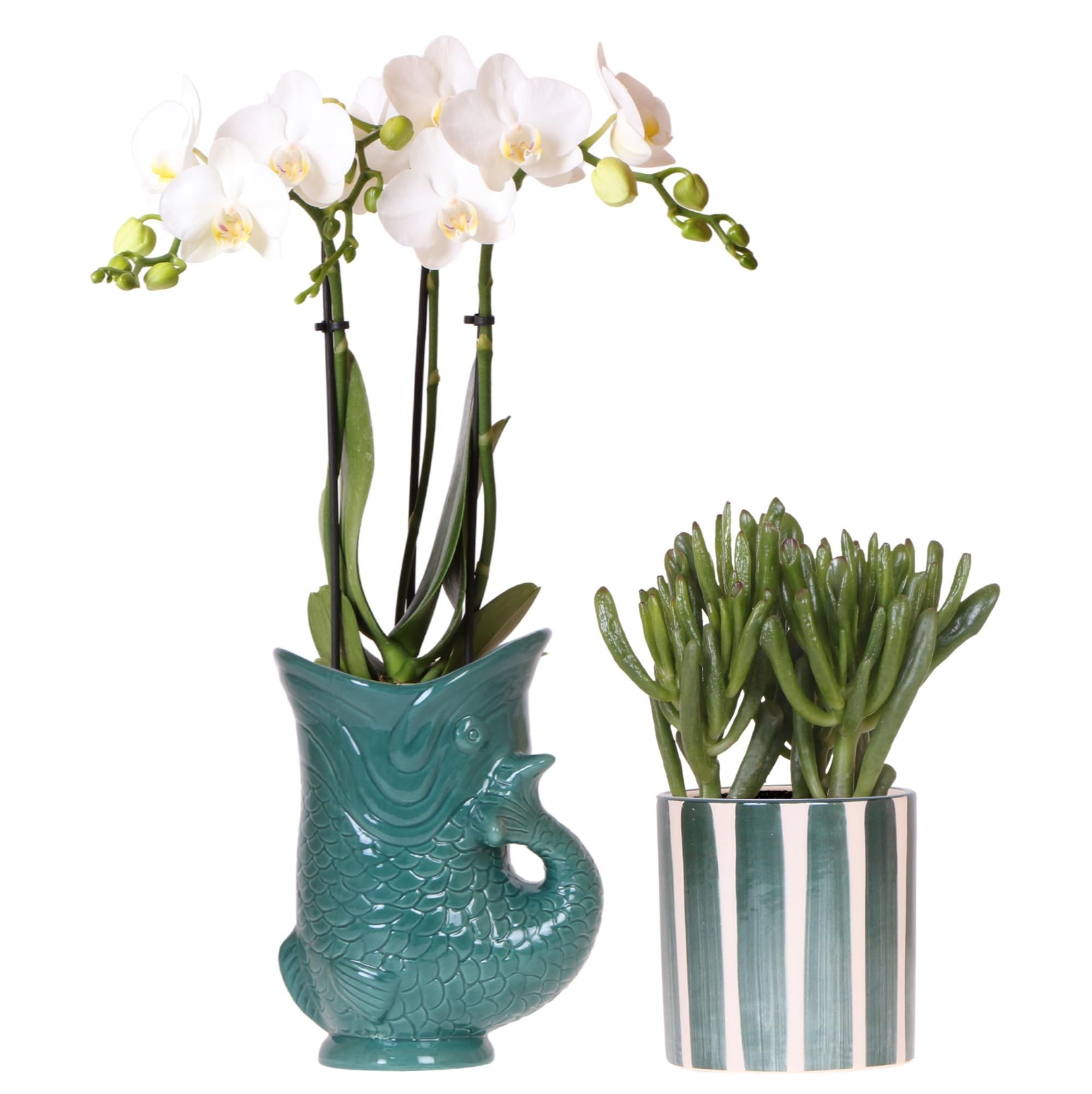 Orchidee & Sukkulente Set | Weiße Amabilis-Orchidee im Fish-Pot & Sukkulente im Painted Stripe-Topf | Ø9cm Topfgröße