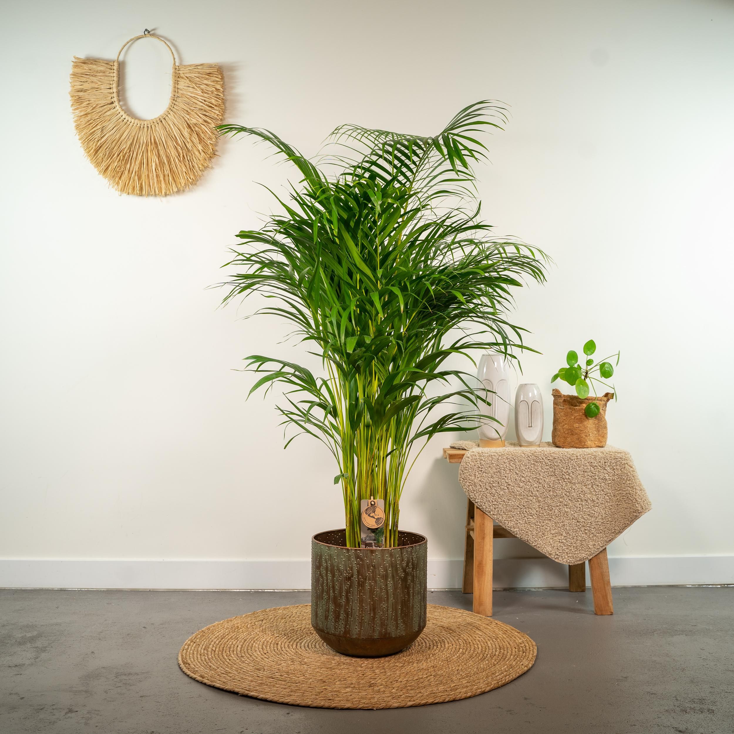 Areca-Palme – elegante tropische Zimmerpflanze
