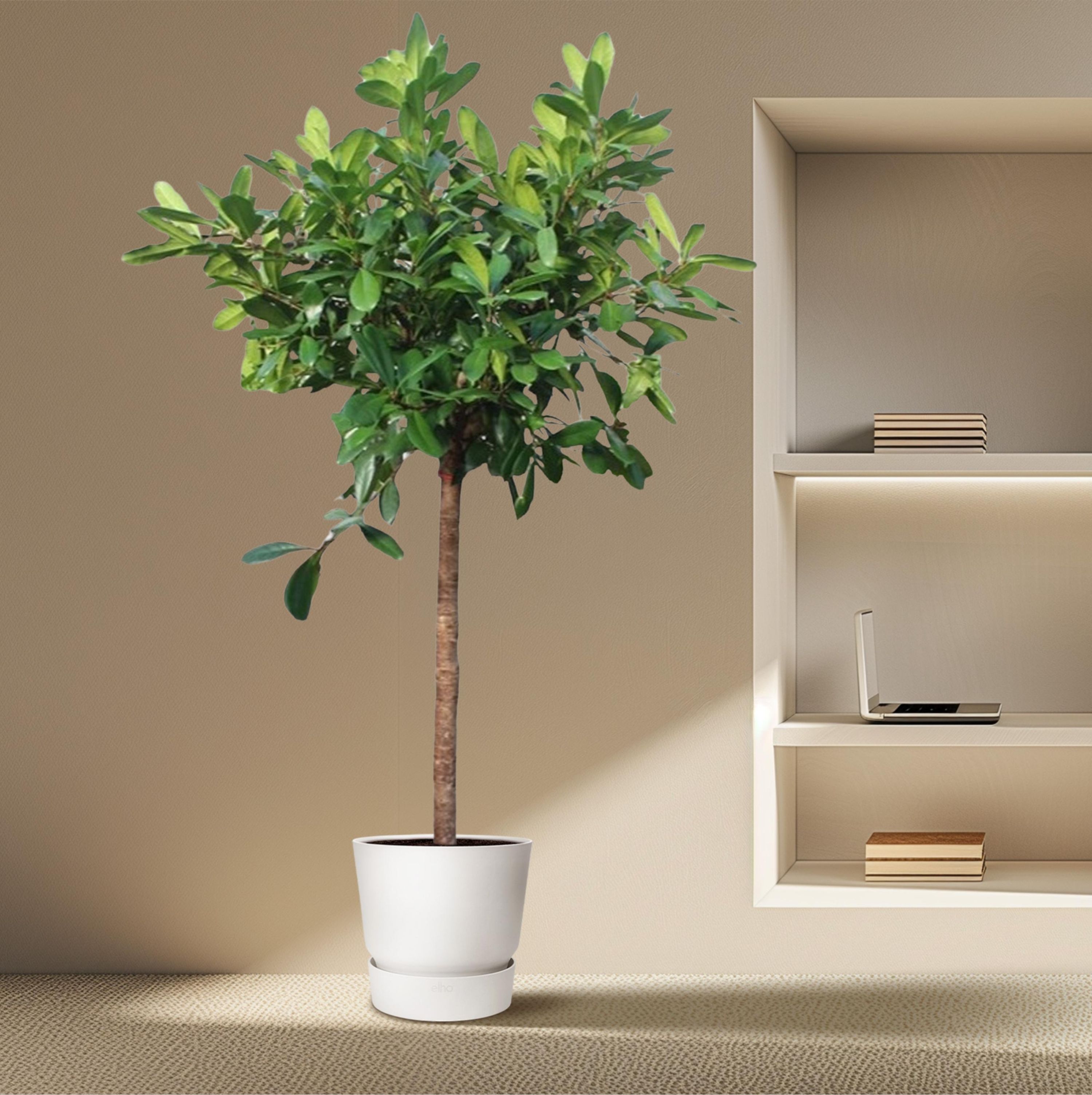 Ficus Cyathistipula Baum