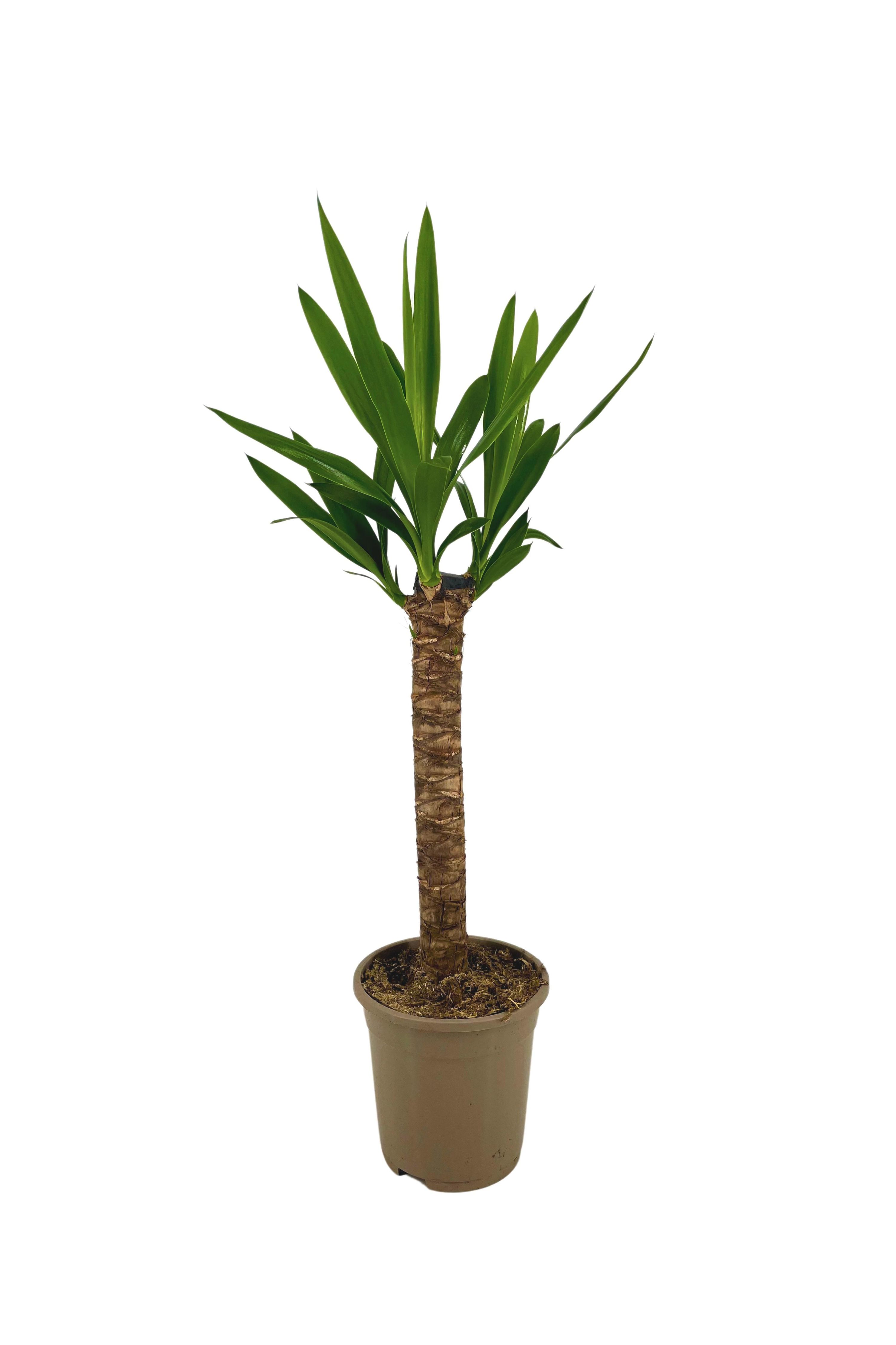 Yucca Elephantipes | ca. 60–80 cm | Ø17cm Topf
