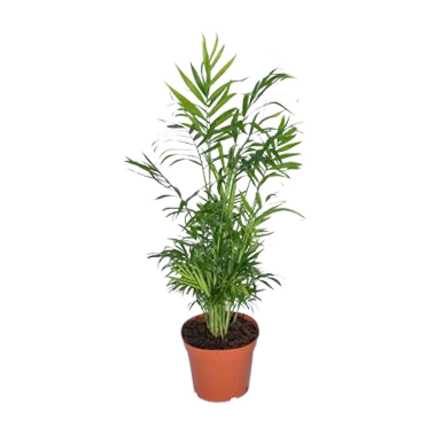 Mexikanische Bergpalme Chamaedorea Elegans
