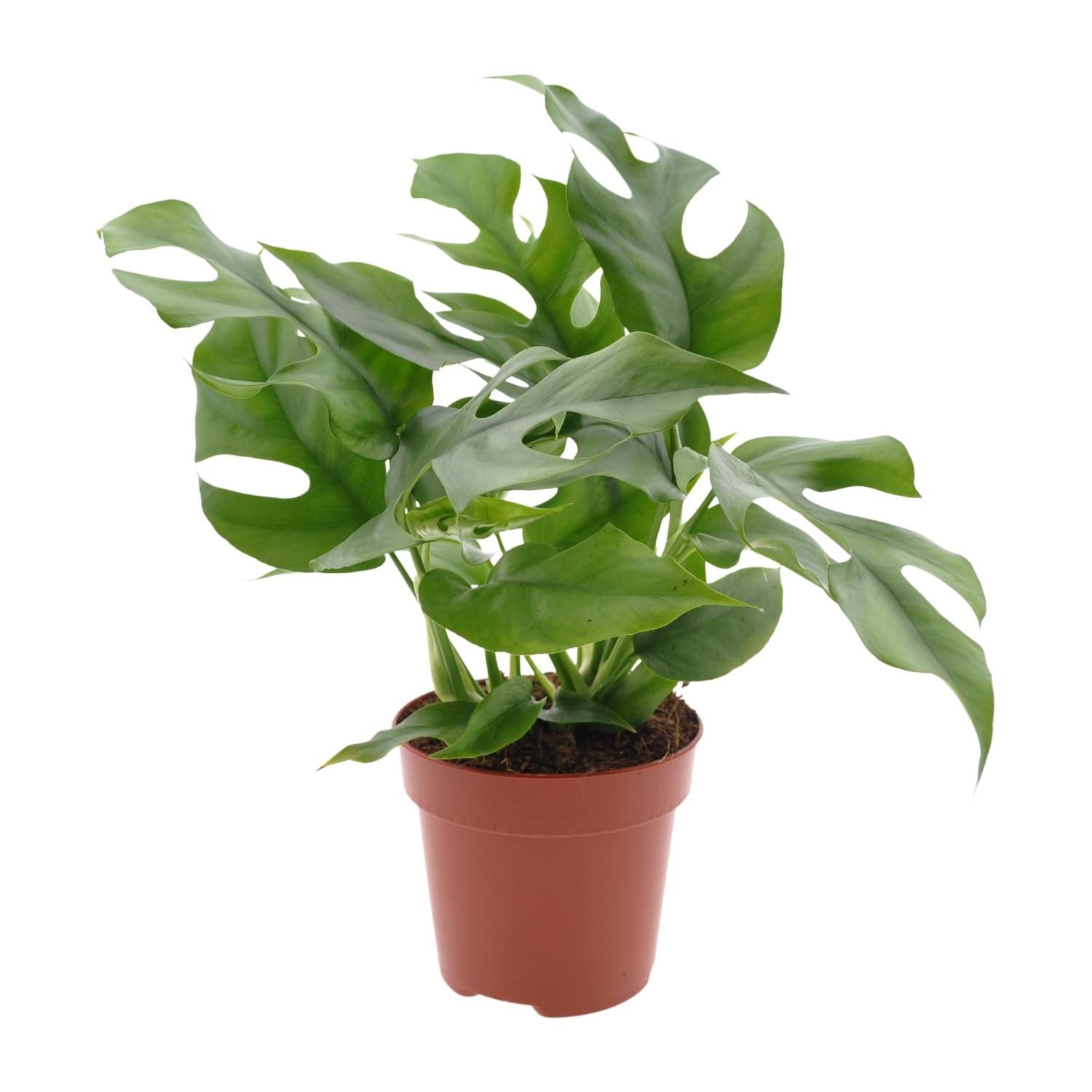 Monstera Minima Zimmerpflanze