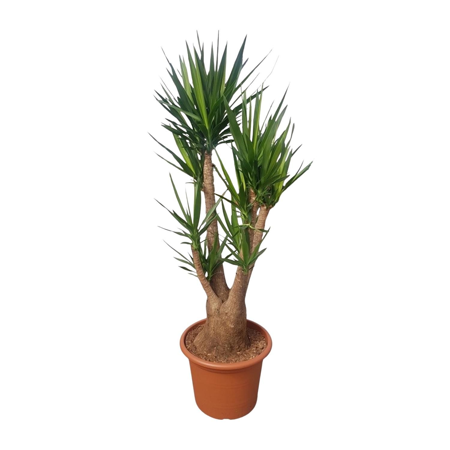 Yucca Elephantipes verzweigt Zimmerpflanze