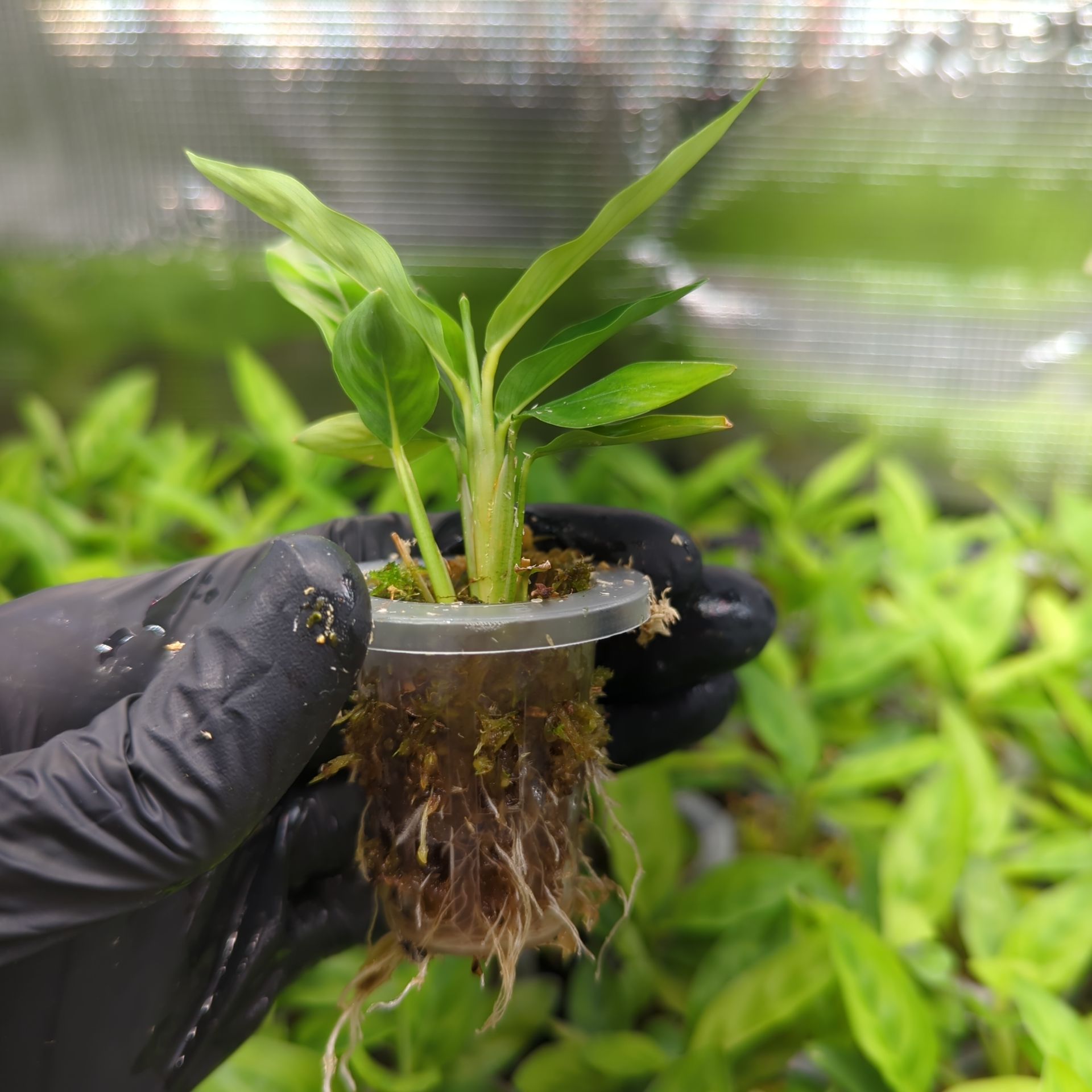 Calathea leopardina chrysobery + selbstbewässernder Übertopf