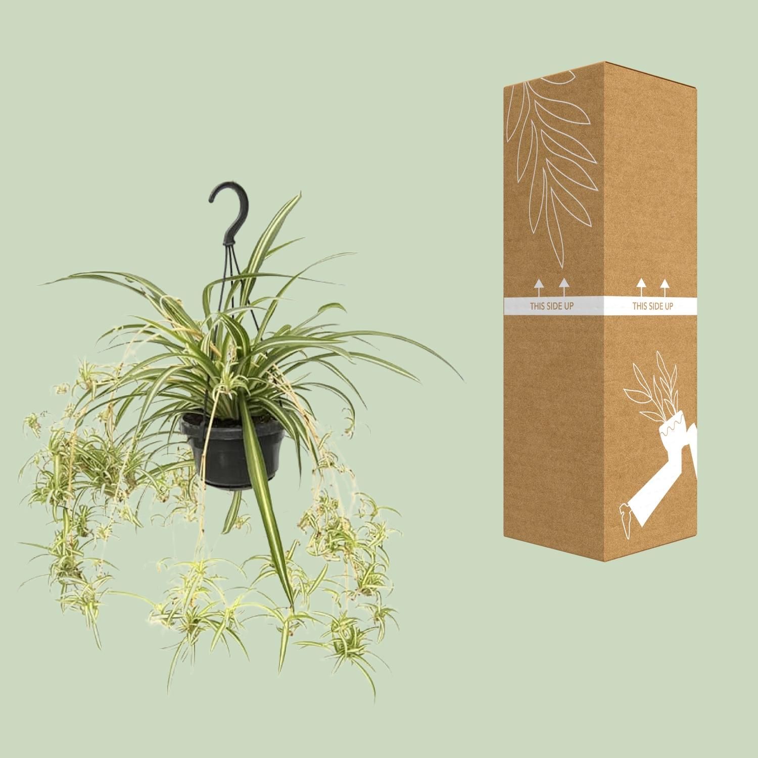 Chlorophytum Comosum Variegatum – Spinnenpflanze mit luftreinigender Wirkung