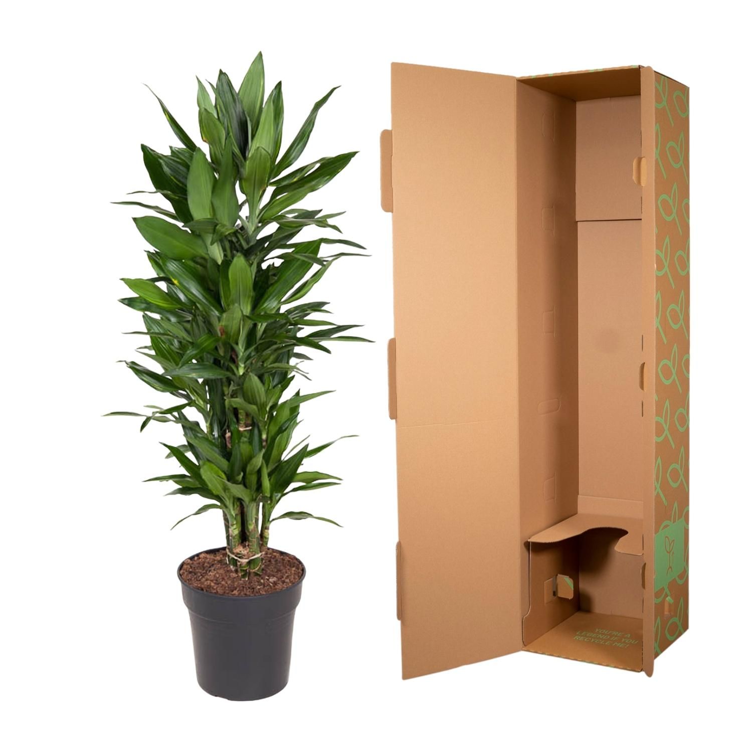 Dracaena Janet Lind elegante Zimmerpflanze