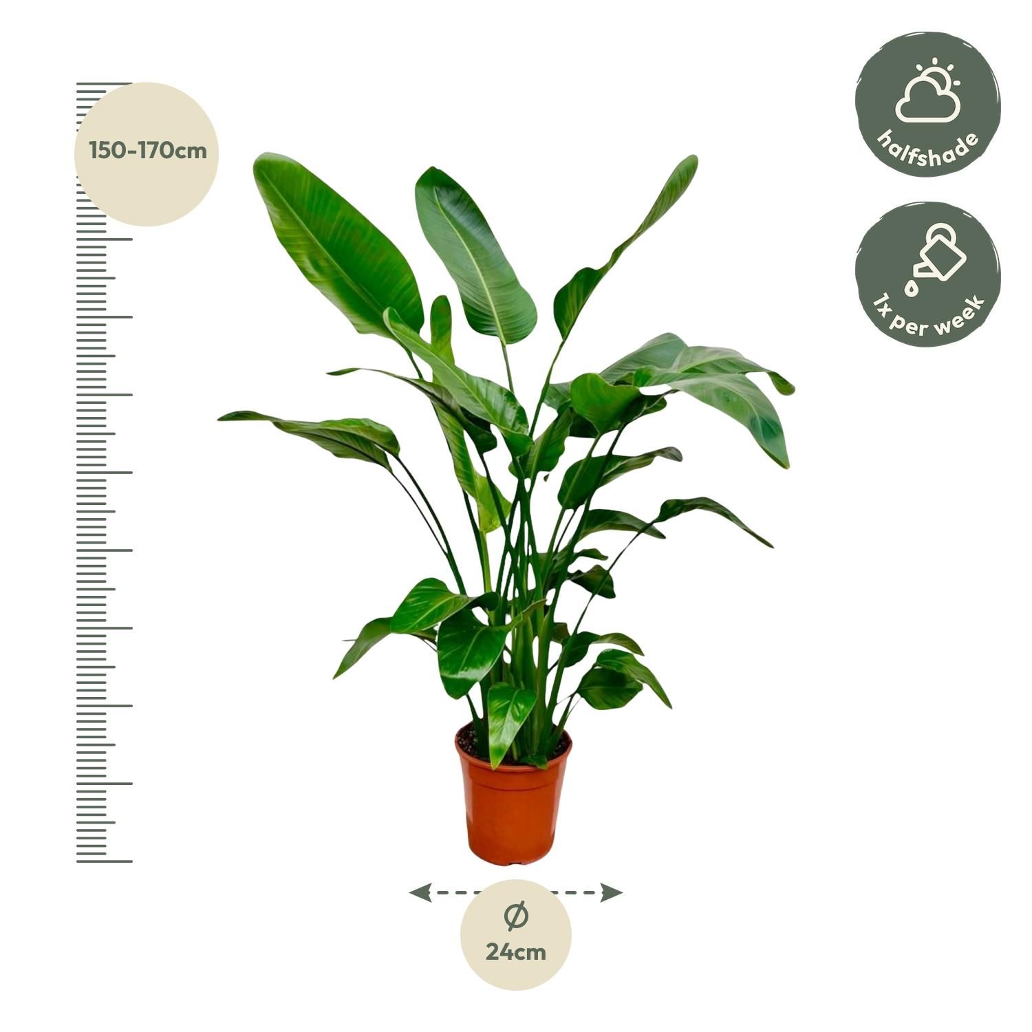 Strelitzia Nicolai Tropische Zimmerpflanze