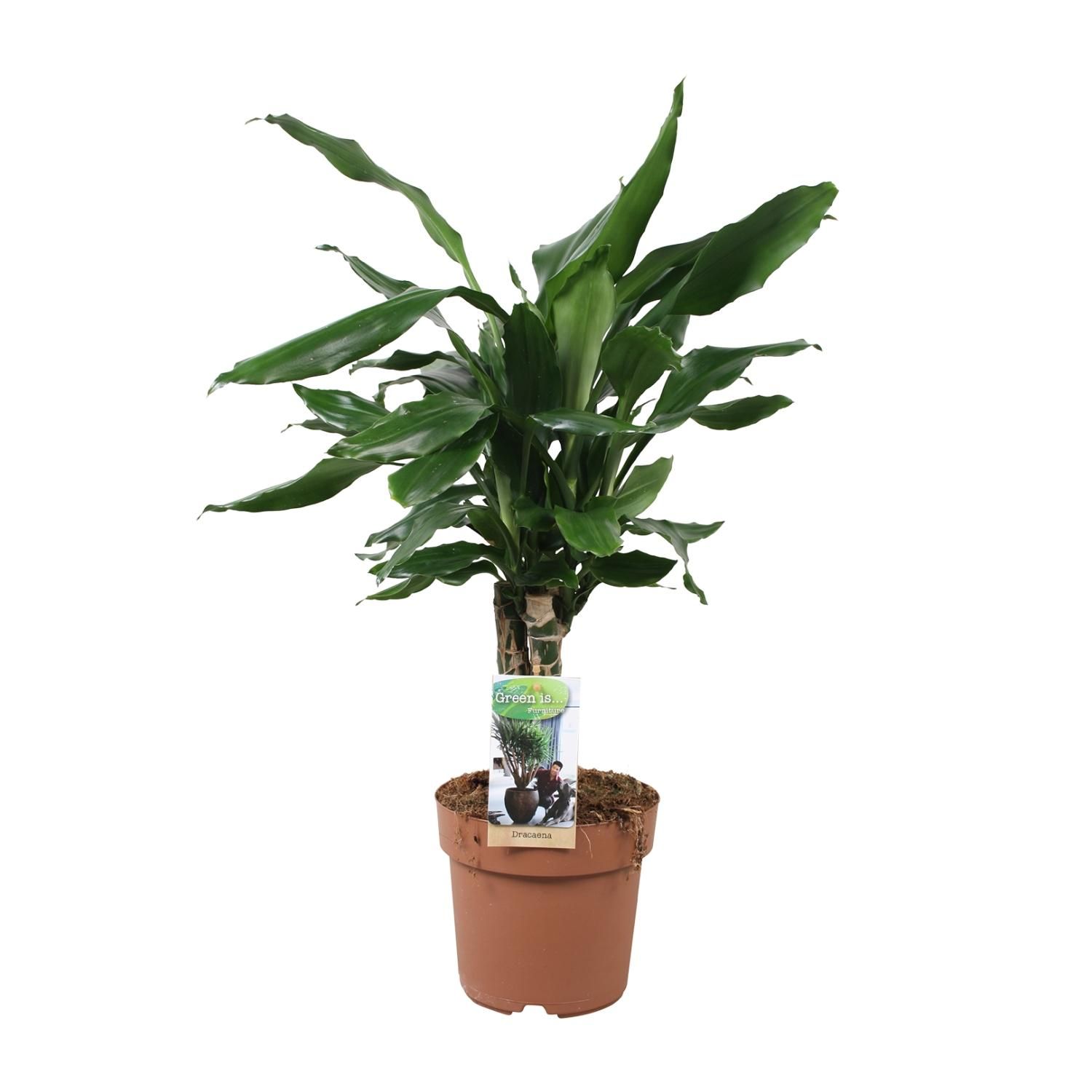 Dracaena Fagrans Steudneri Grünpflanze