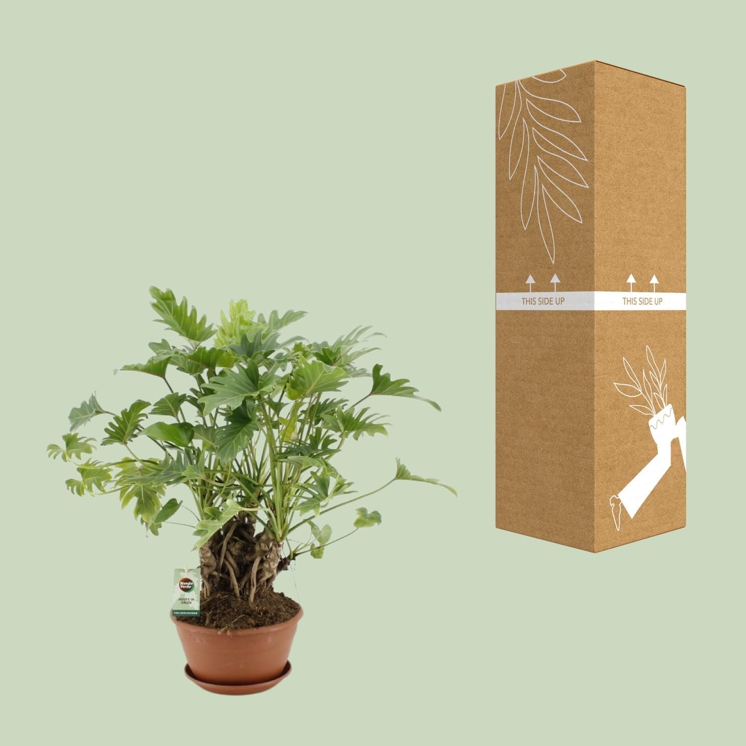 Philodendron Xanadu als Zimmerpflanze