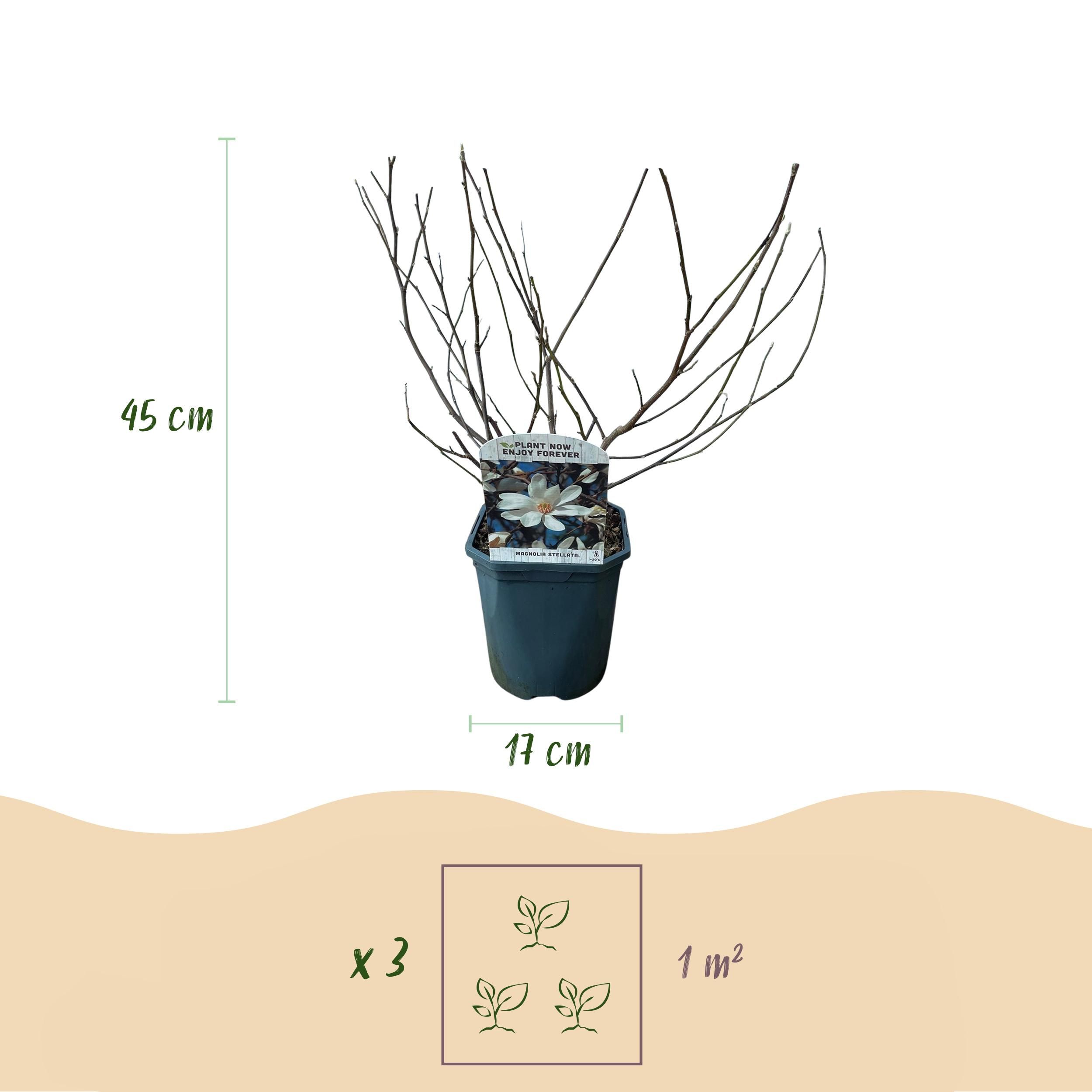 Magnolia Stellata Busch – Weiße Blüte – Laubabwerfend – Pflegeleicht