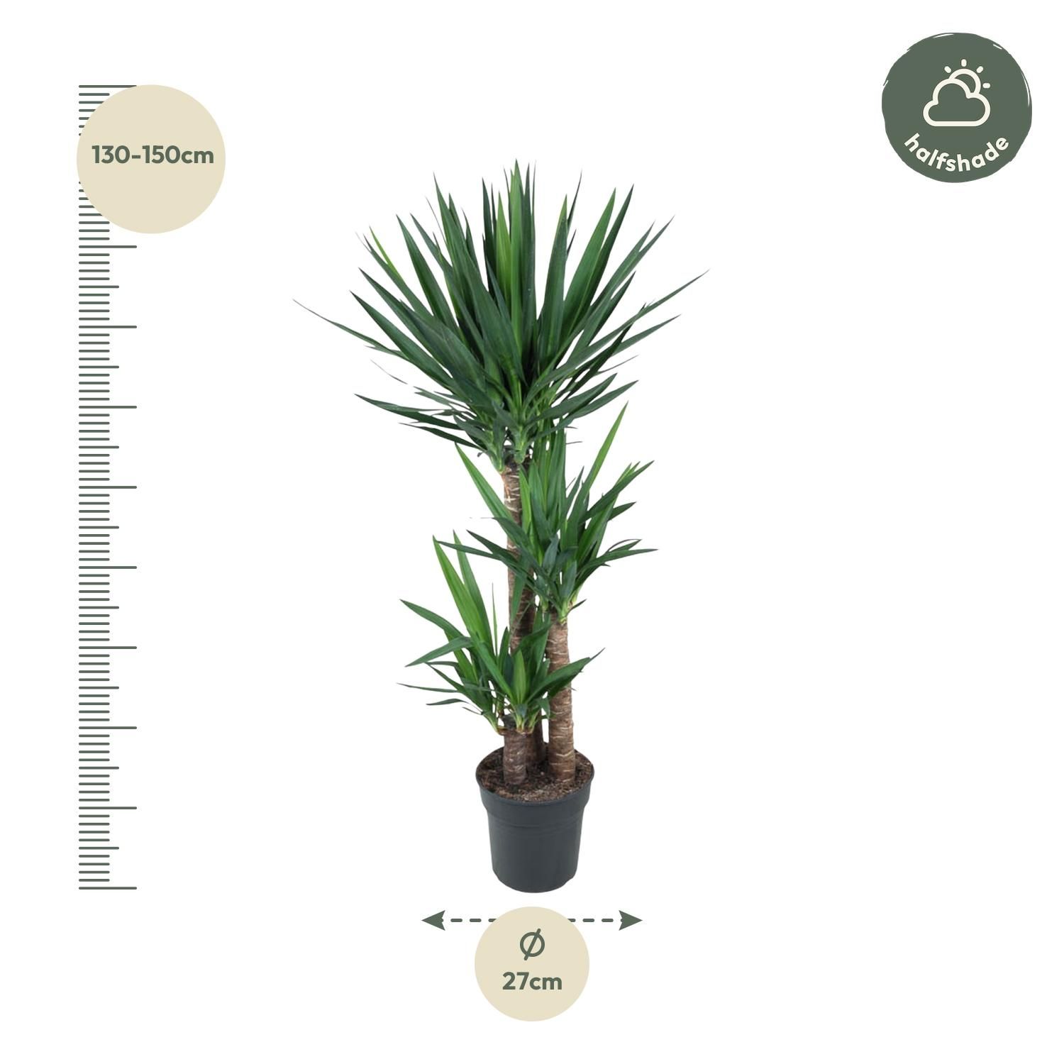 Yucca Elephantipe Elefantenpalme